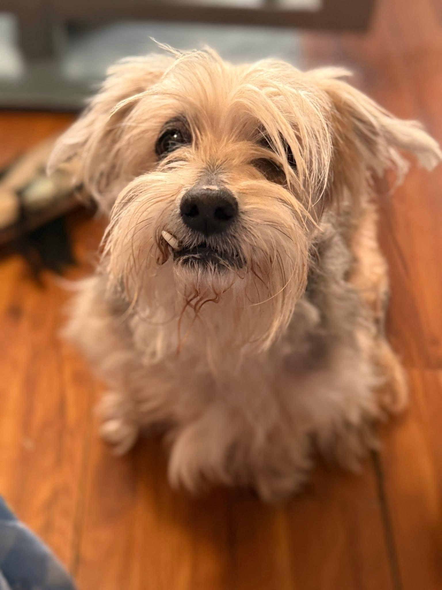 Enlarge Harry, a ADOPTABLE mixed breed in Elwood, IL image 3/6