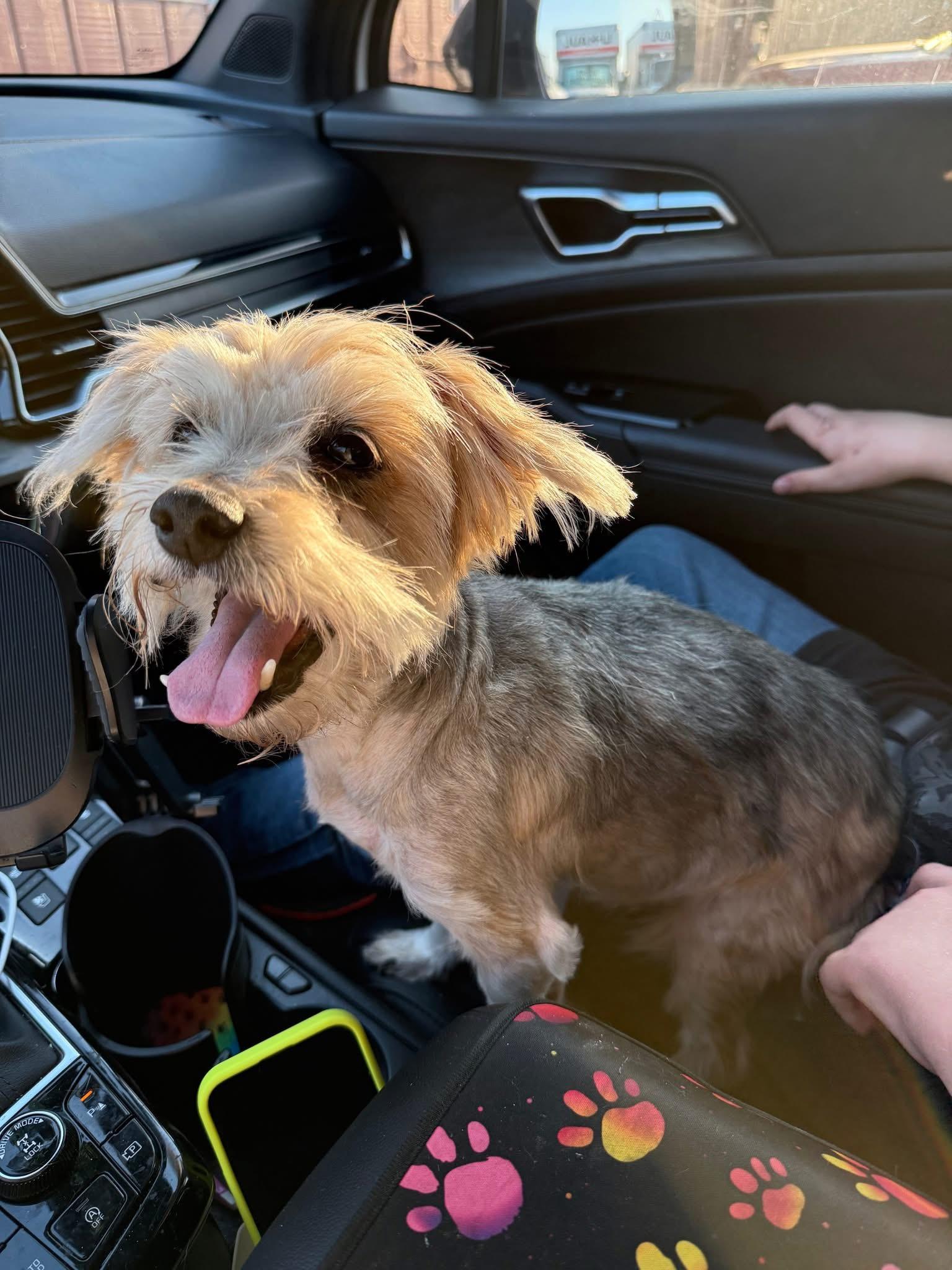 Enlarge Harry, a ADOPTABLE mixed breed in Elwood, IL image 2/6