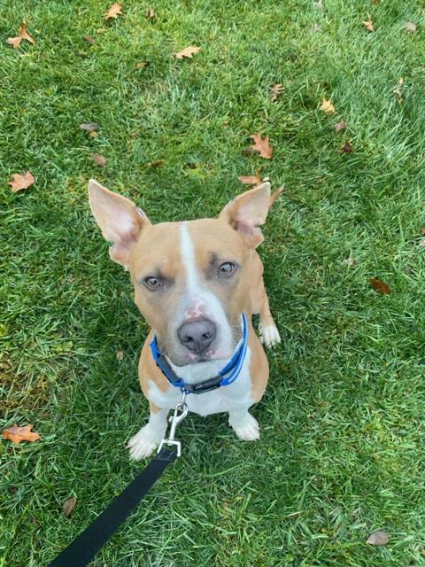 WACK A DOODLE, Adoptable, Young Male Pit Bull Terrier.