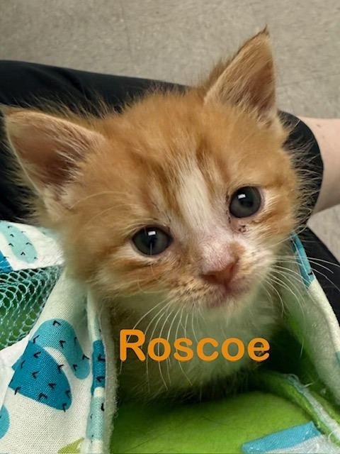 ROSCOE Kitten, Adoptable, Kitten Male Domestic Short Hair.