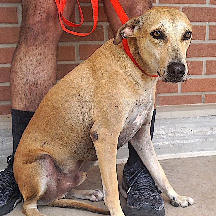 Enlarge Pistache, a Adoptable mixed breed in Boston, MA image 2/5