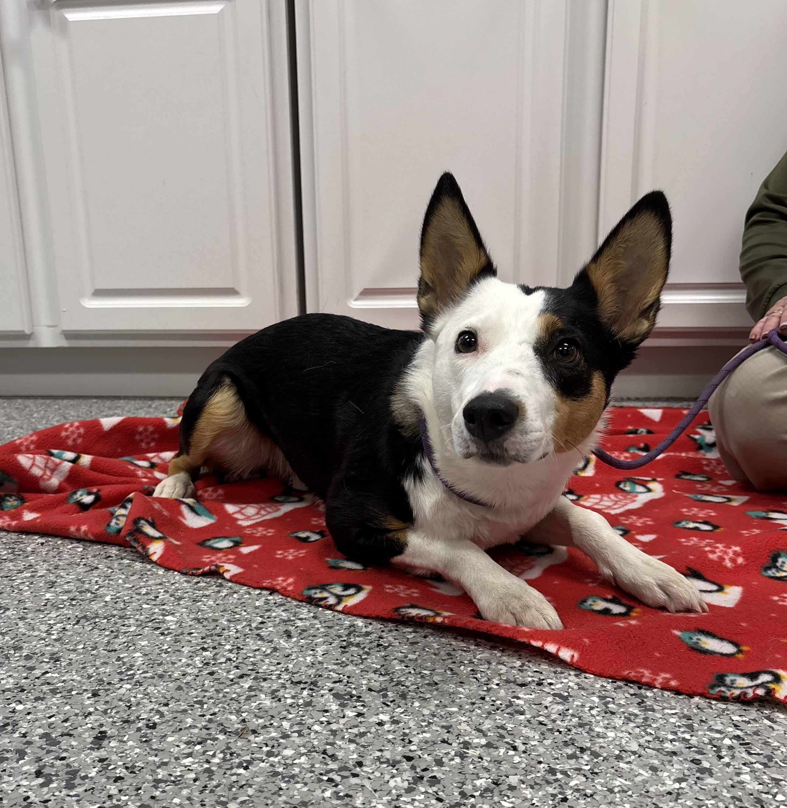 Izzy, adopted, Adult Female Border Collie.