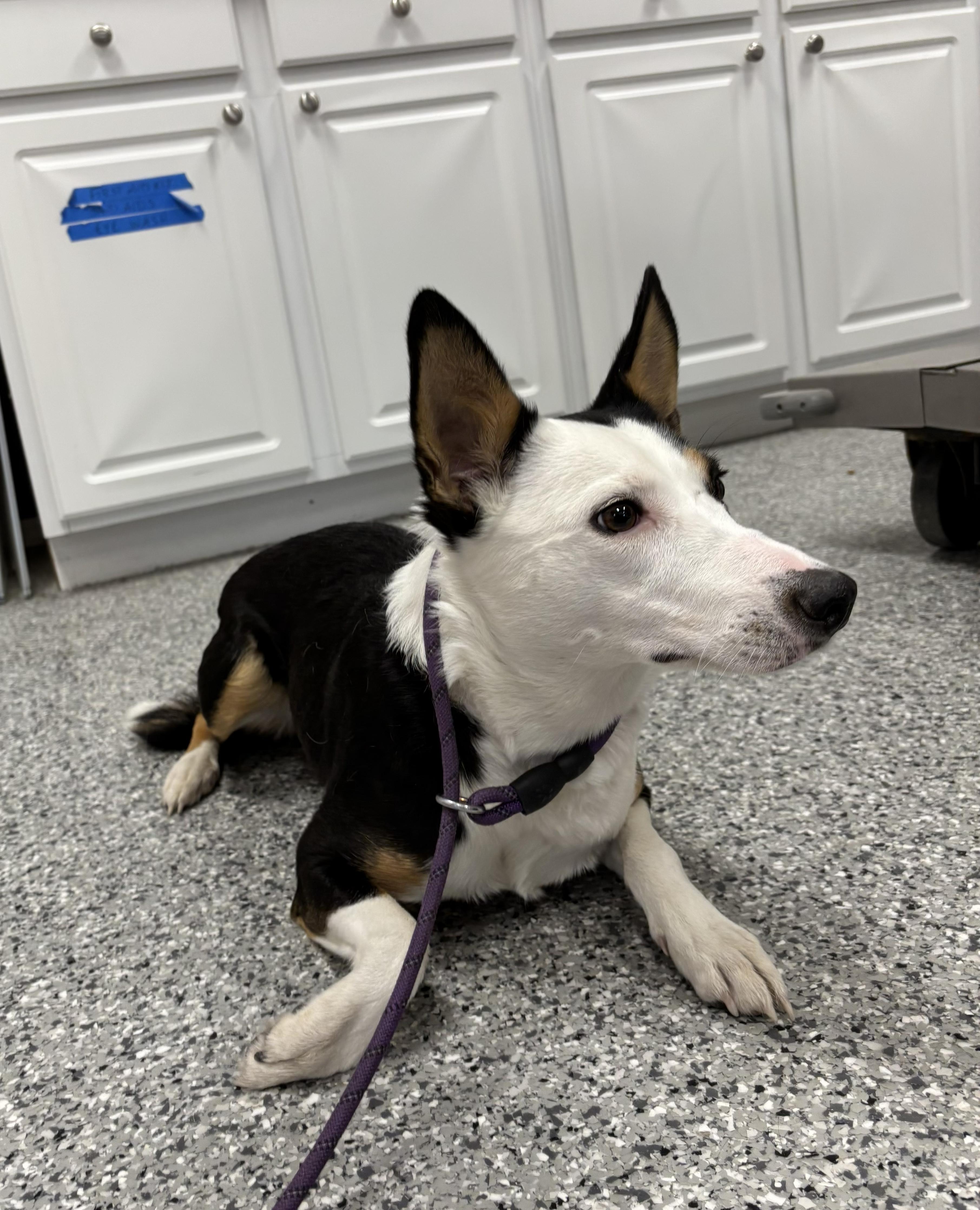 Enlarge Izzy, an adopted Border Collie in Torrington, WY image 2/2