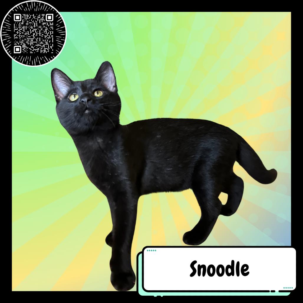 Snoodle, Adoptable, Young Male Domestic Short Hair.