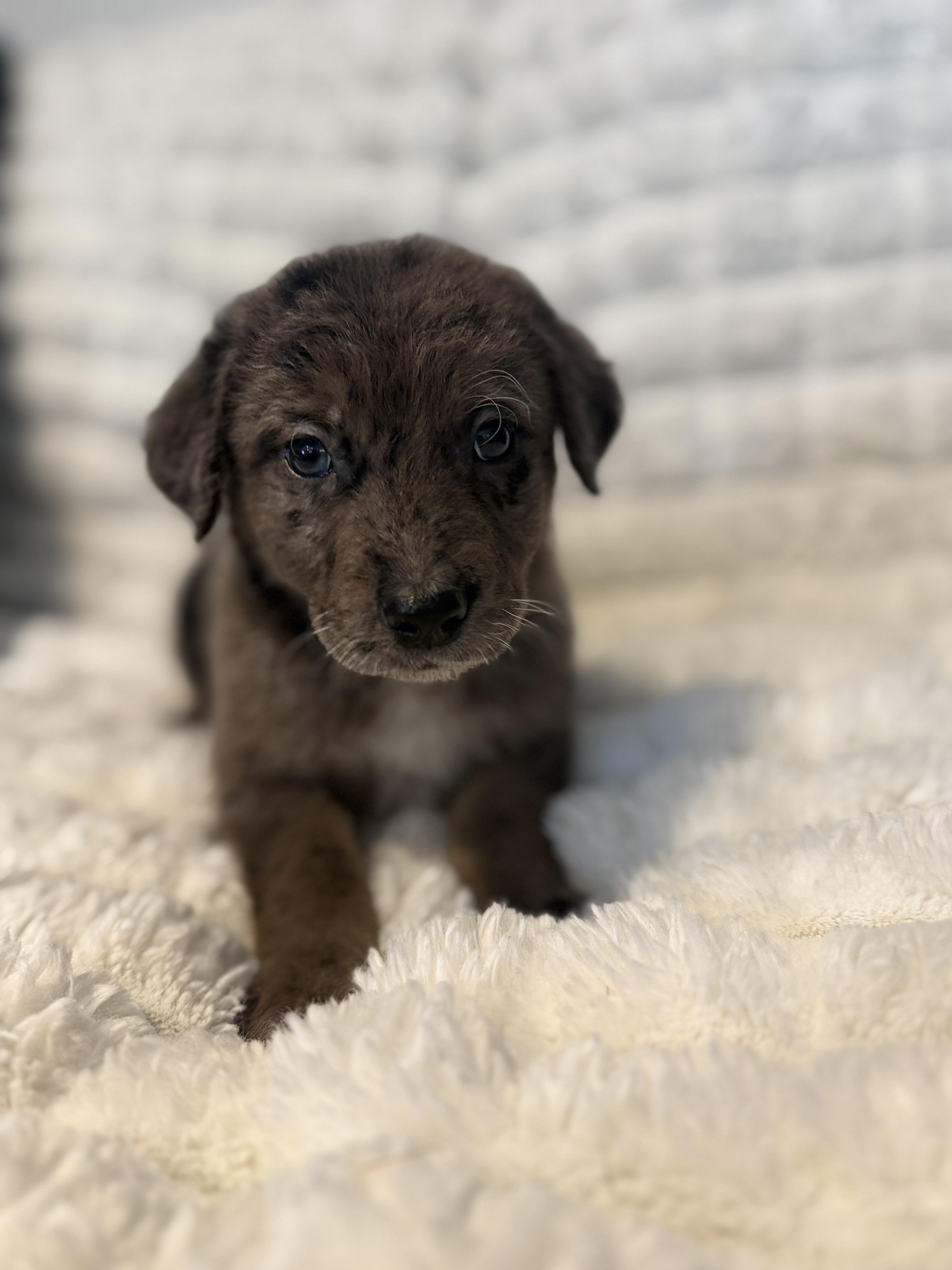 Briggs, an adopted mixed breed in Hales corners, WI image 5/5