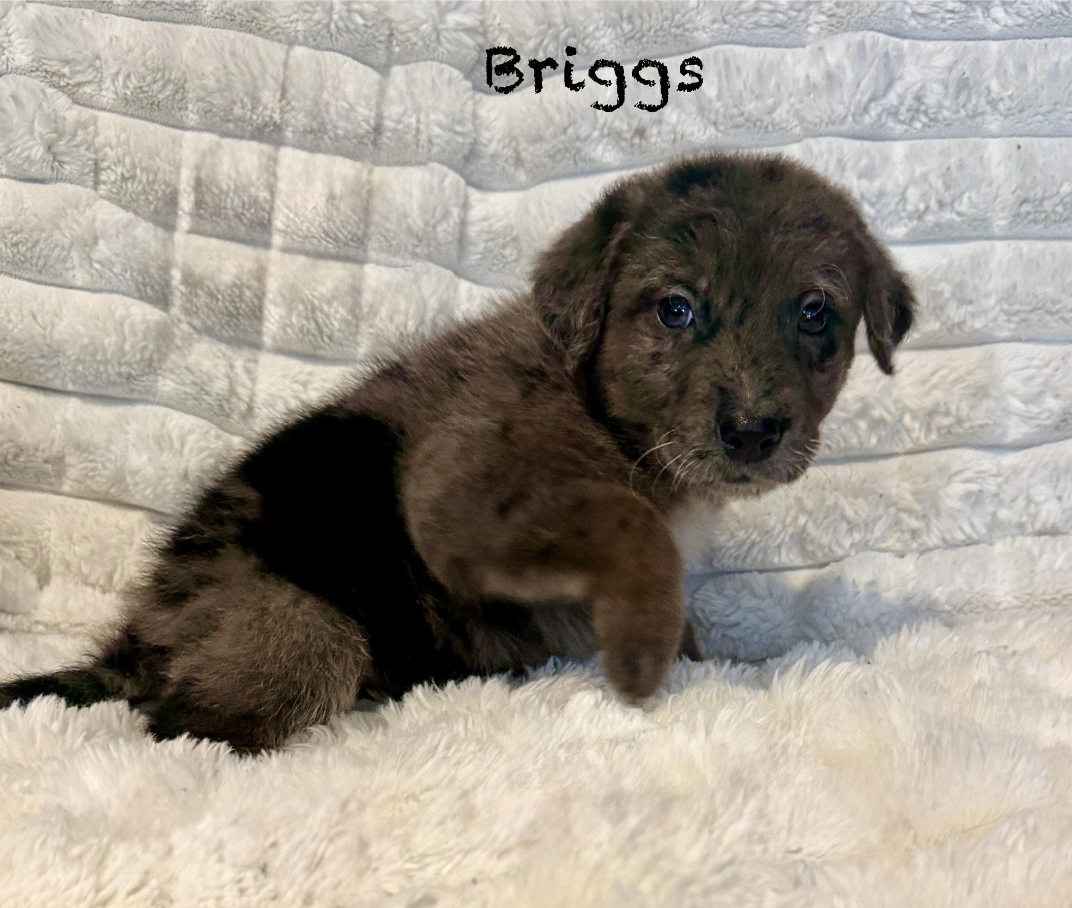 Briggs, an adopted mixed breed in Hales corners, WI image 2/5