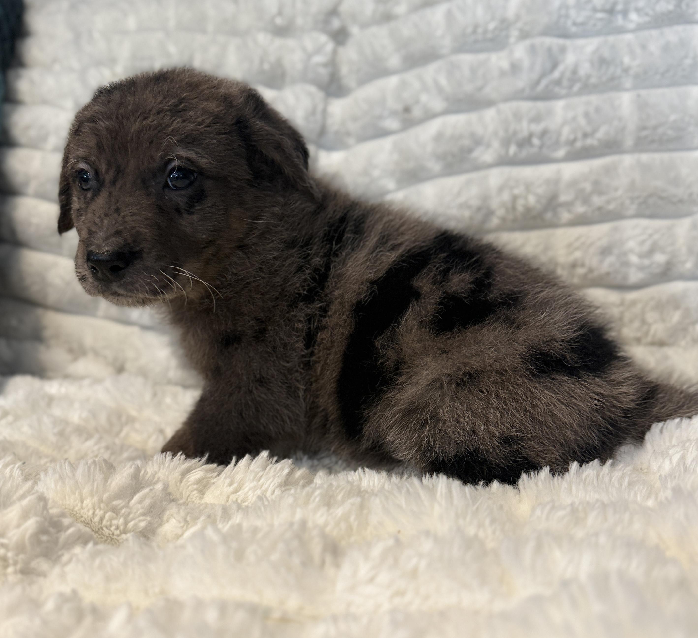 Briggs, adopted, Puppy Male Australian Shepherd.