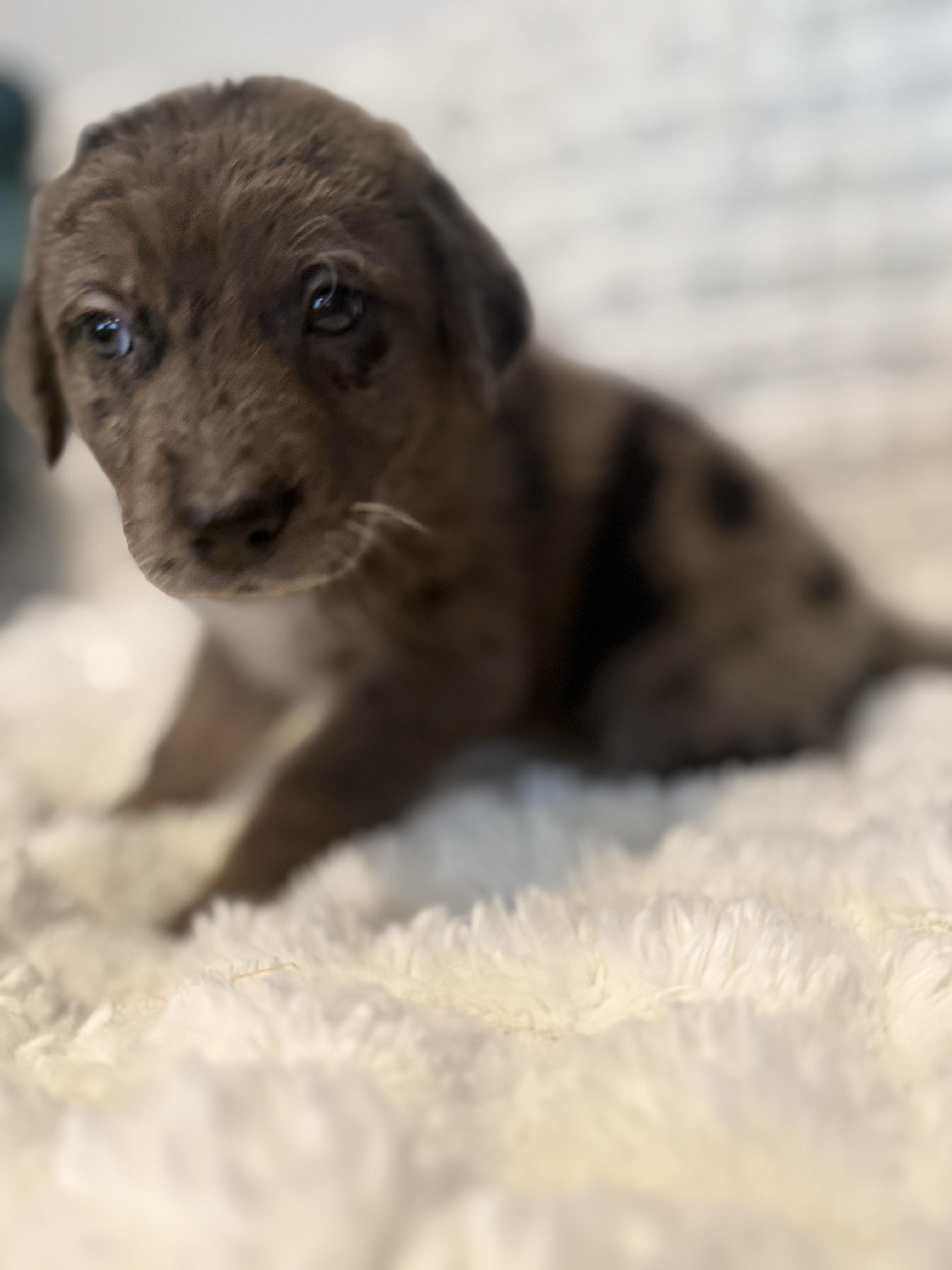 Briggs, an adopted mixed breed in Hales corners, WI image 4/5