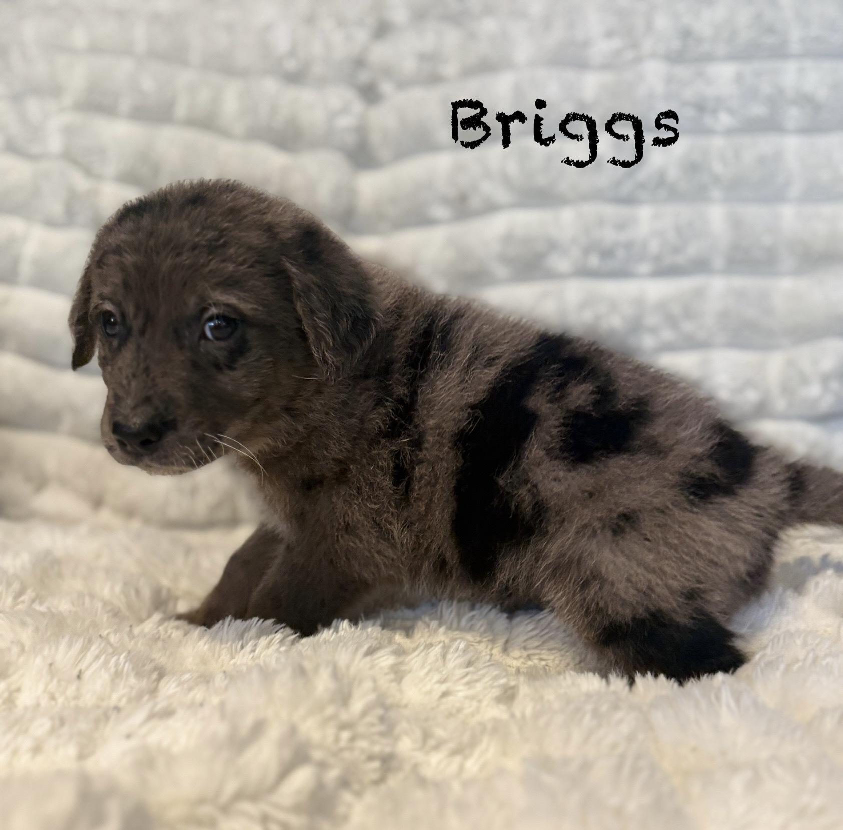 Briggs, an adopted mixed breed in Hales corners, WI image 3/5