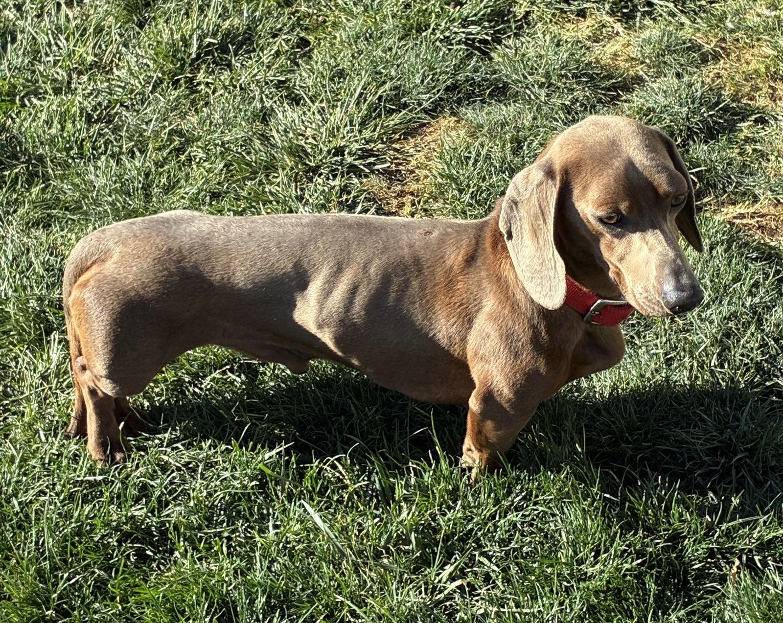 Enlarge Wally, a Adoptable Dachshund in Hesperia, CA image 2/3