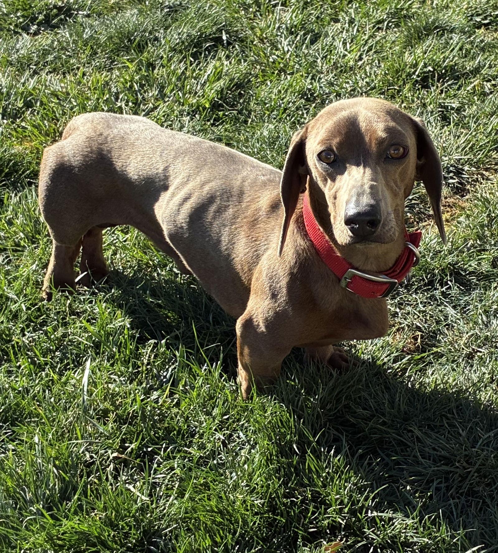 Enlarge Wally, a Adoptable Dachshund in Hesperia, CA image 3/3