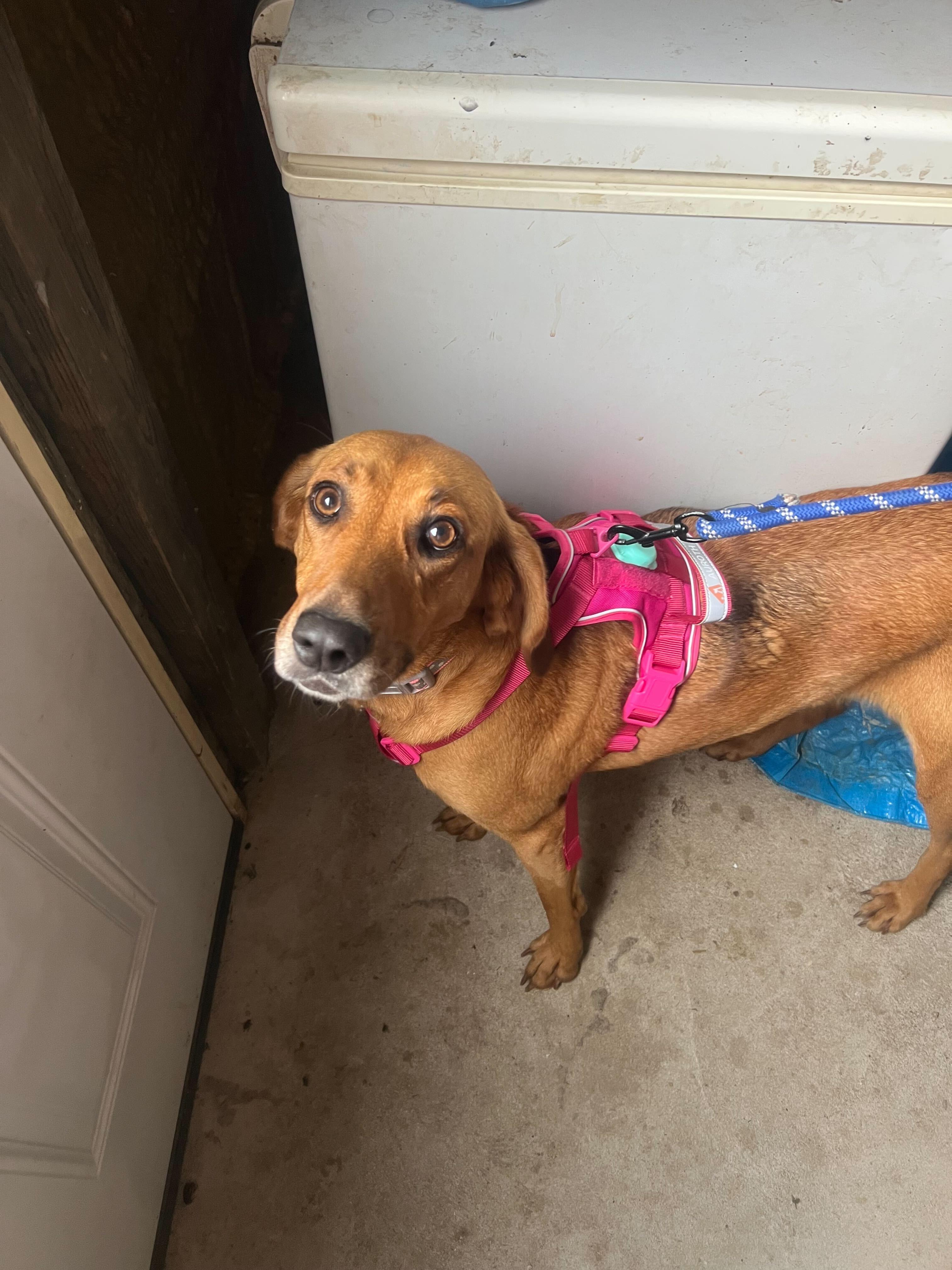 Nala, Adopted, Adult Female Coonhound.
