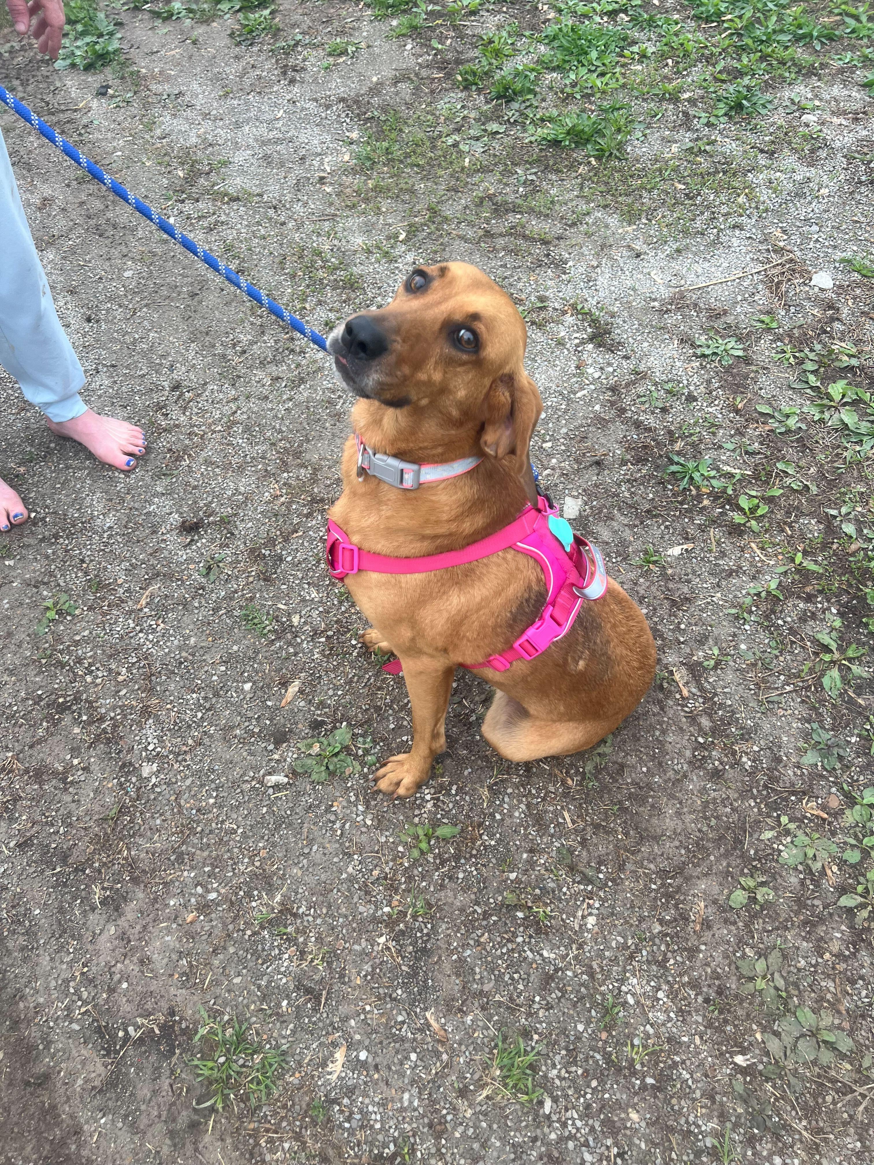 Nala, a Adopted mixed breed in Clarksburg, MO image 2/3