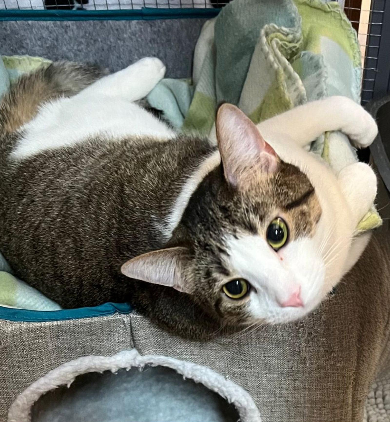 Enlarge Minnie, a Adopted Domestic Short Hair in Blasdell, NY image 1/1