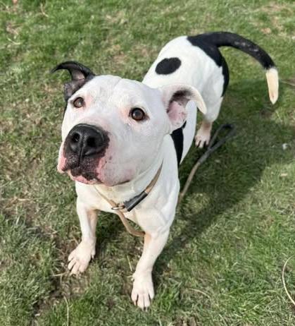 Enlarge Alvin, a ADOPTABLE mixed breed in Euclid, OH image 2/2