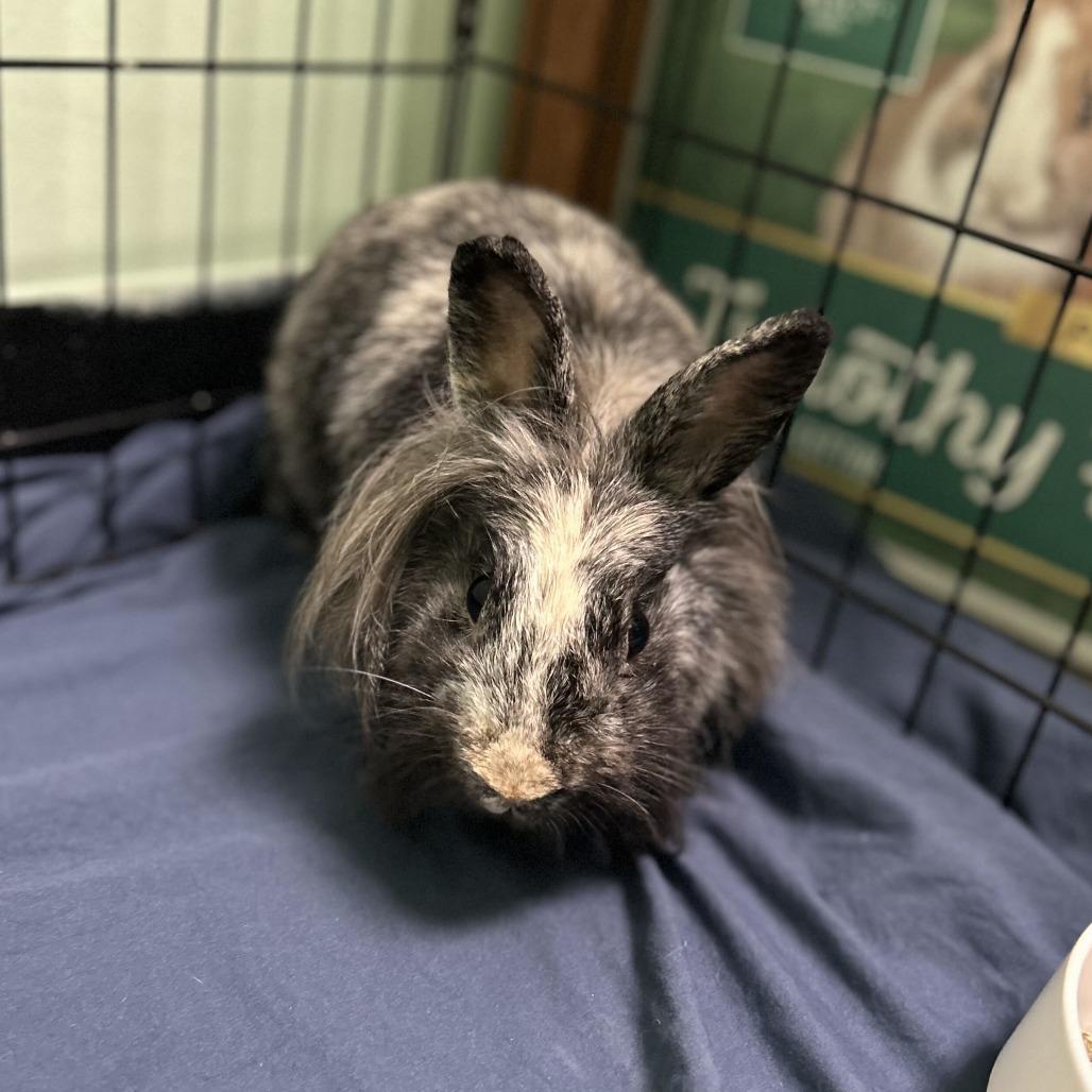 Enlarge Astrid, a Adoptable Lionhead in Davenport, IA image 2/4