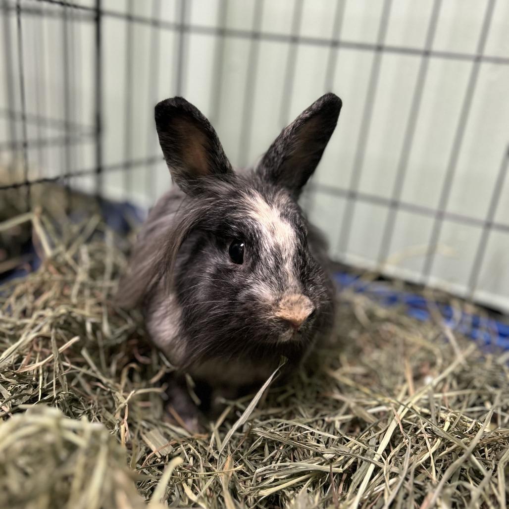 Enlarge Astrid, a Adoptable Lionhead in Davenport, IA image 3/4