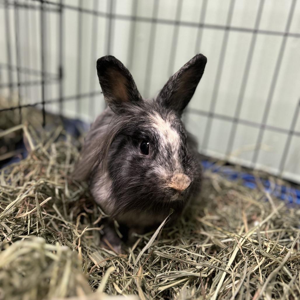 Enlarge Astrid, a Adoptable Lionhead in Davenport, IA image 4/4