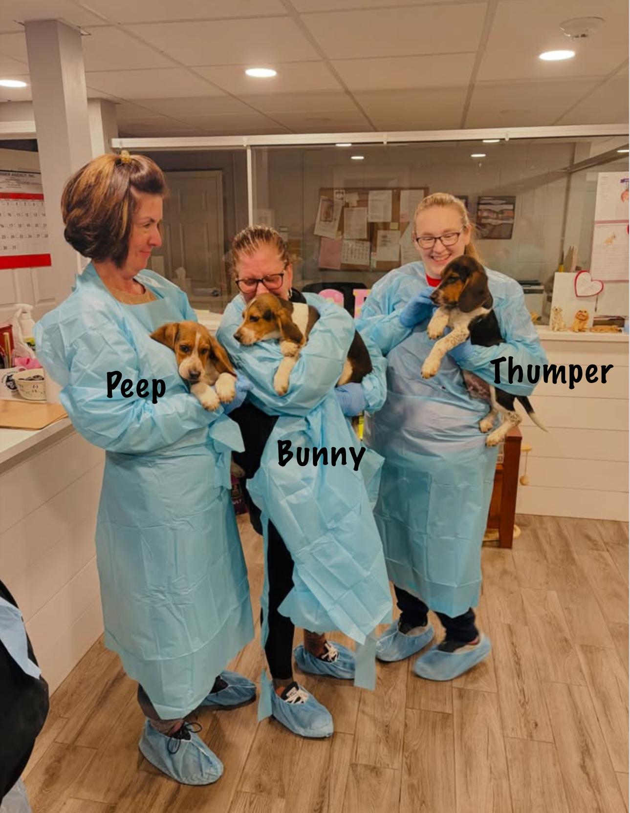 Enlarge Thumper , a Adoptable Beagle in Rock Hill, NY image 2/2