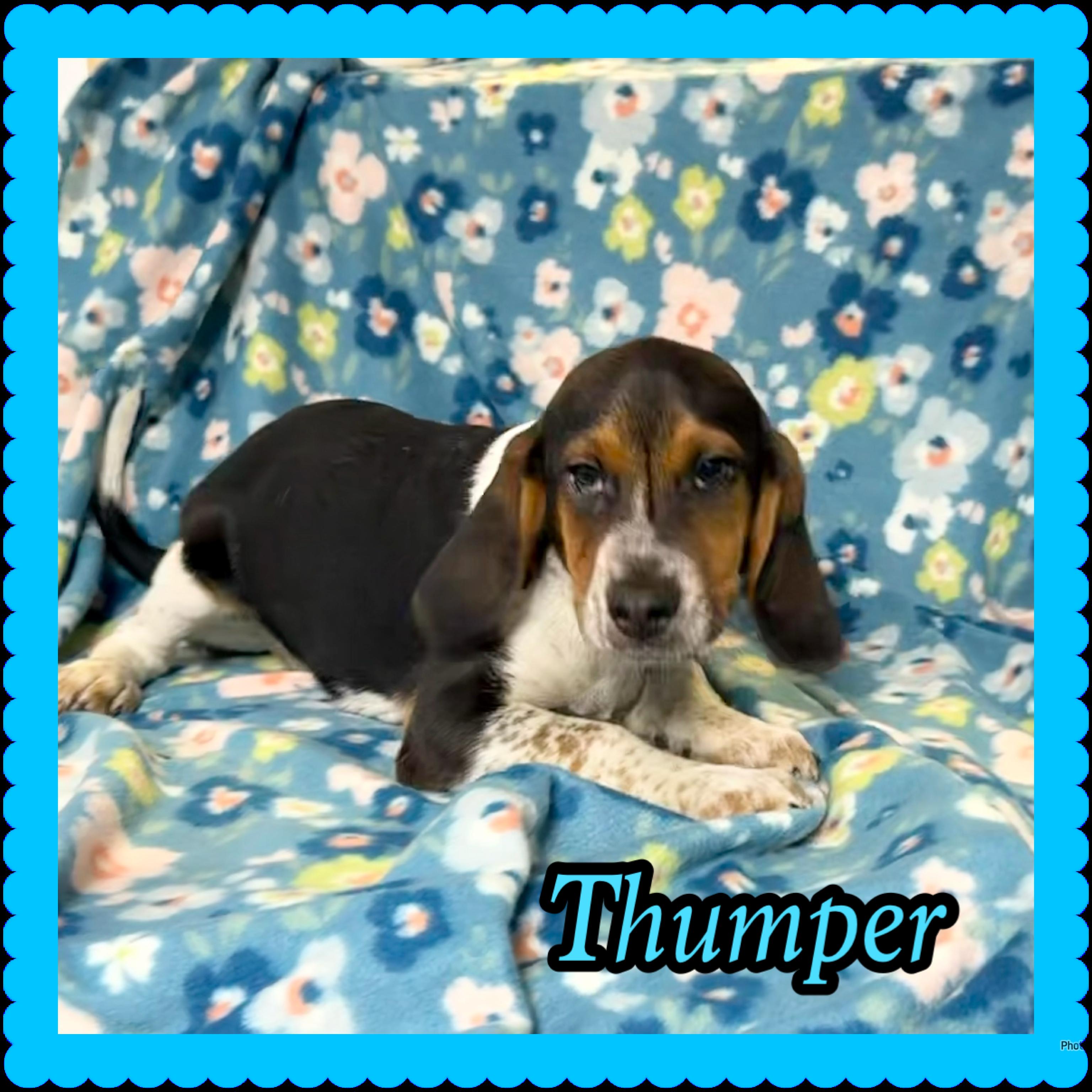 Thumper , Adoptable, Puppy Male Beagle.