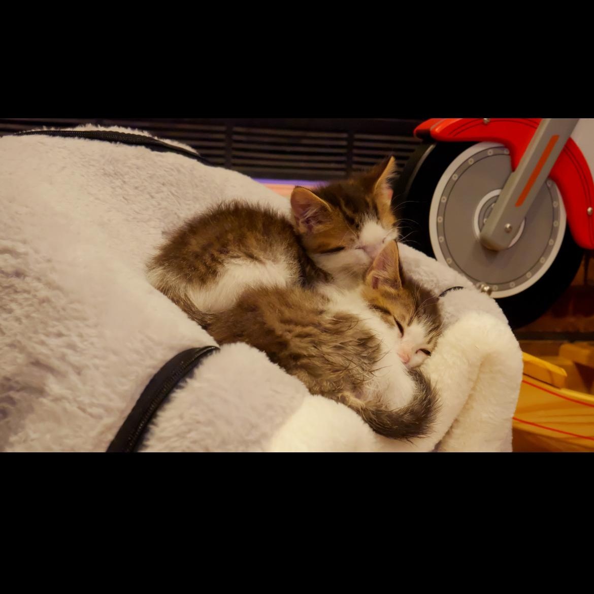 Enlarge Lime, an adopted mixed breed in Omaha, NE image 2/2