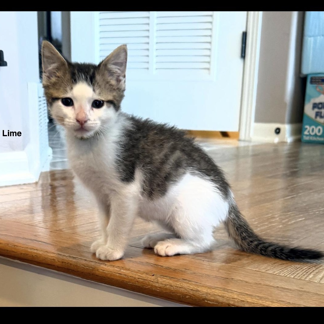 Lime, adopted, Kitten Male Domestic Short Hair & Tabby.