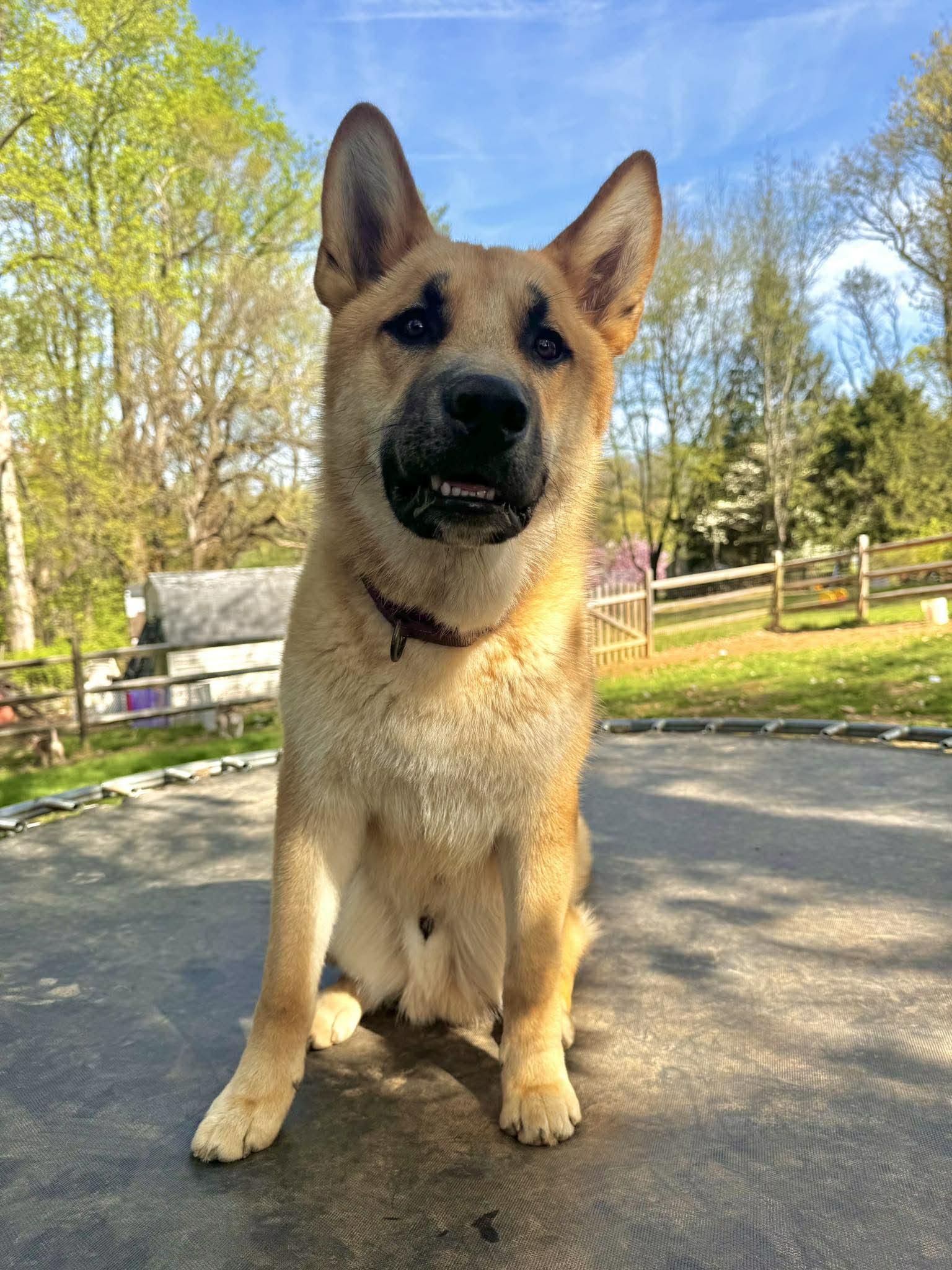 Enlarge Mateo, a ADOPTABLE mixed breed in Jarrettsville, MD image 4/4