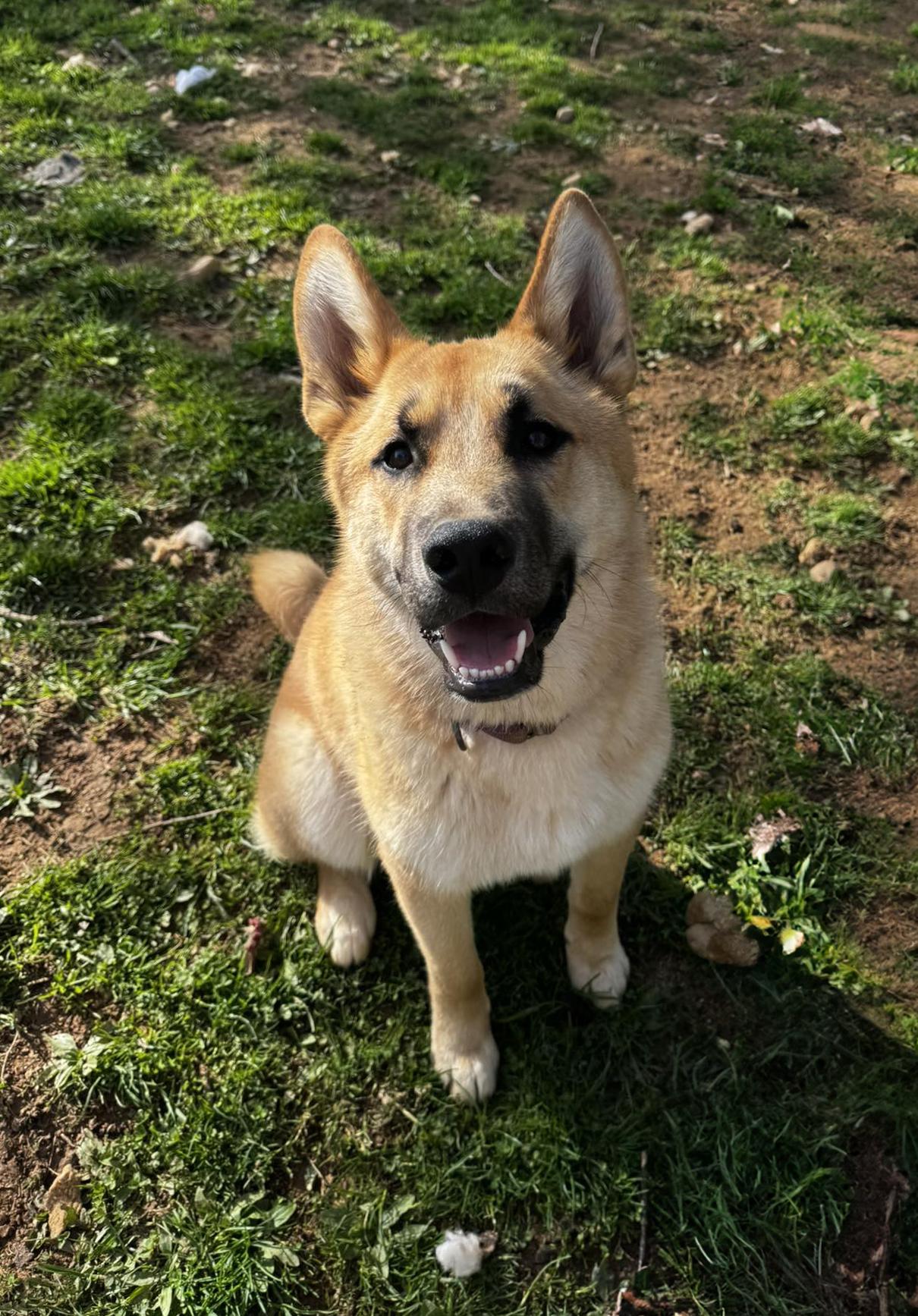 Enlarge Mateo, a ADOPTABLE mixed breed in Jarrettsville, MD image 3/4