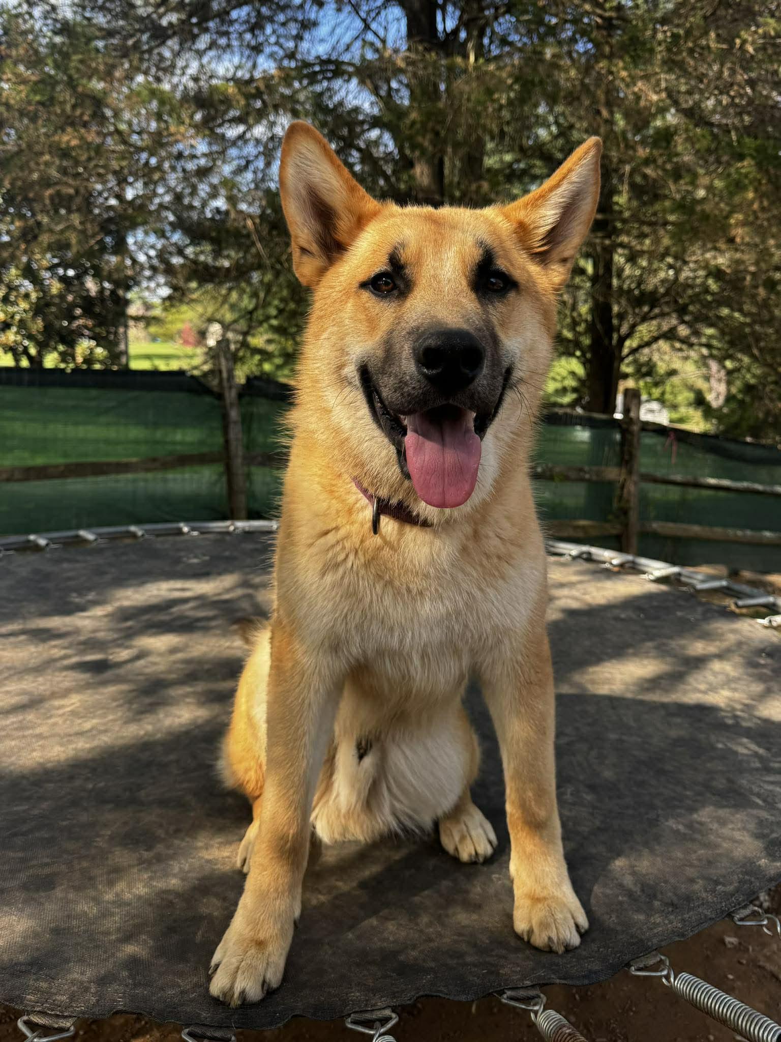 Enlarge Mateo, a ADOPTABLE mixed breed in Jarrettsville, MD image 2/4