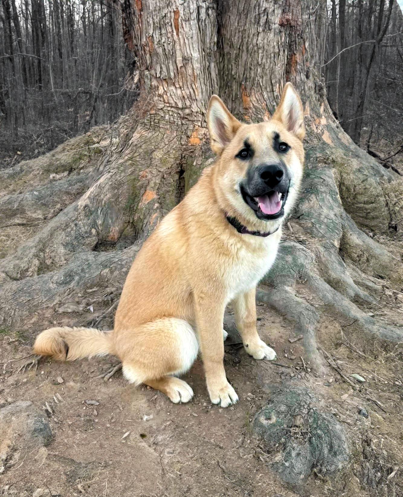 Mateo, ADOPTABLE, Young Male German Shepherd Dog.