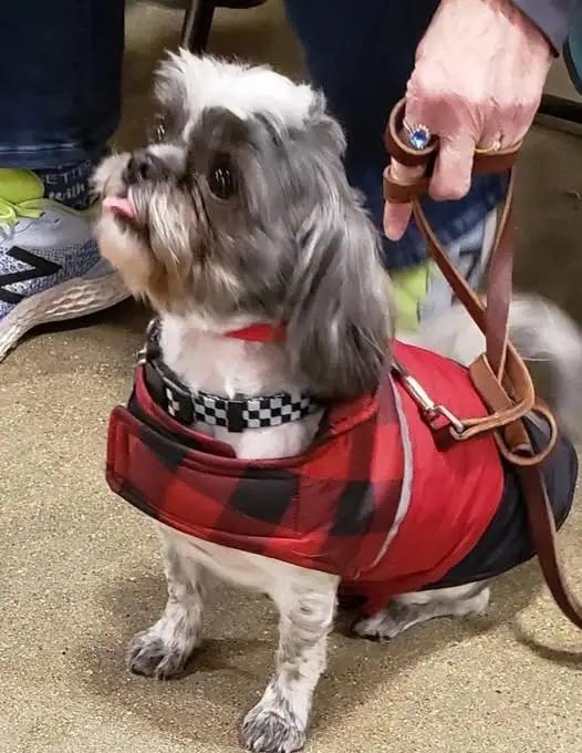 Howie, Adoptable, Adult Male Shih Tzu.