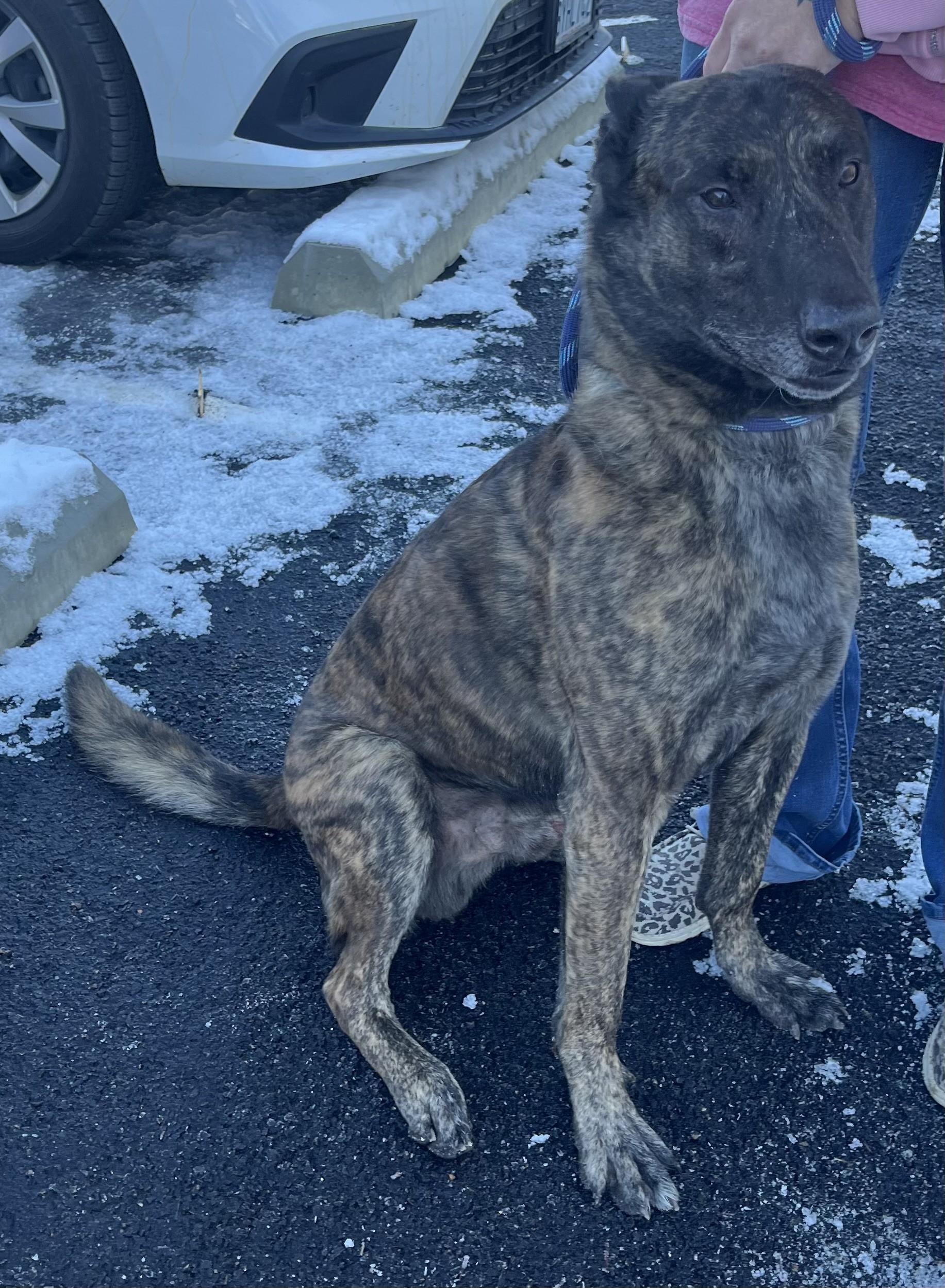 60052453, ADOPTABLE, Senior Male Belgian Shepherd / Malinois.