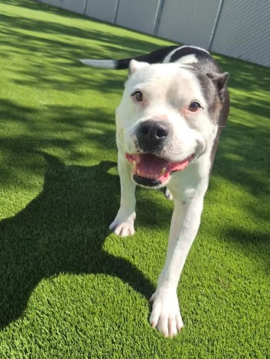 Dexter, adopted, Adult Male Pit Bull Terrier.