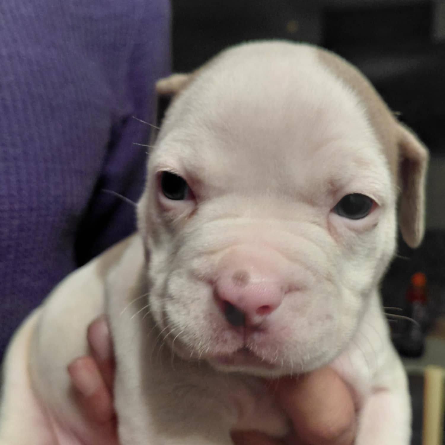 Olivia, ADOPTABLE, Puppy Female American Bulldog & Pit Bull Terrier.