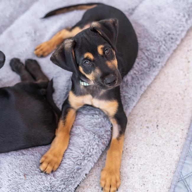 Dancer Pup - Disco, Adoptable, Puppy Male Shepherd & Terrier.