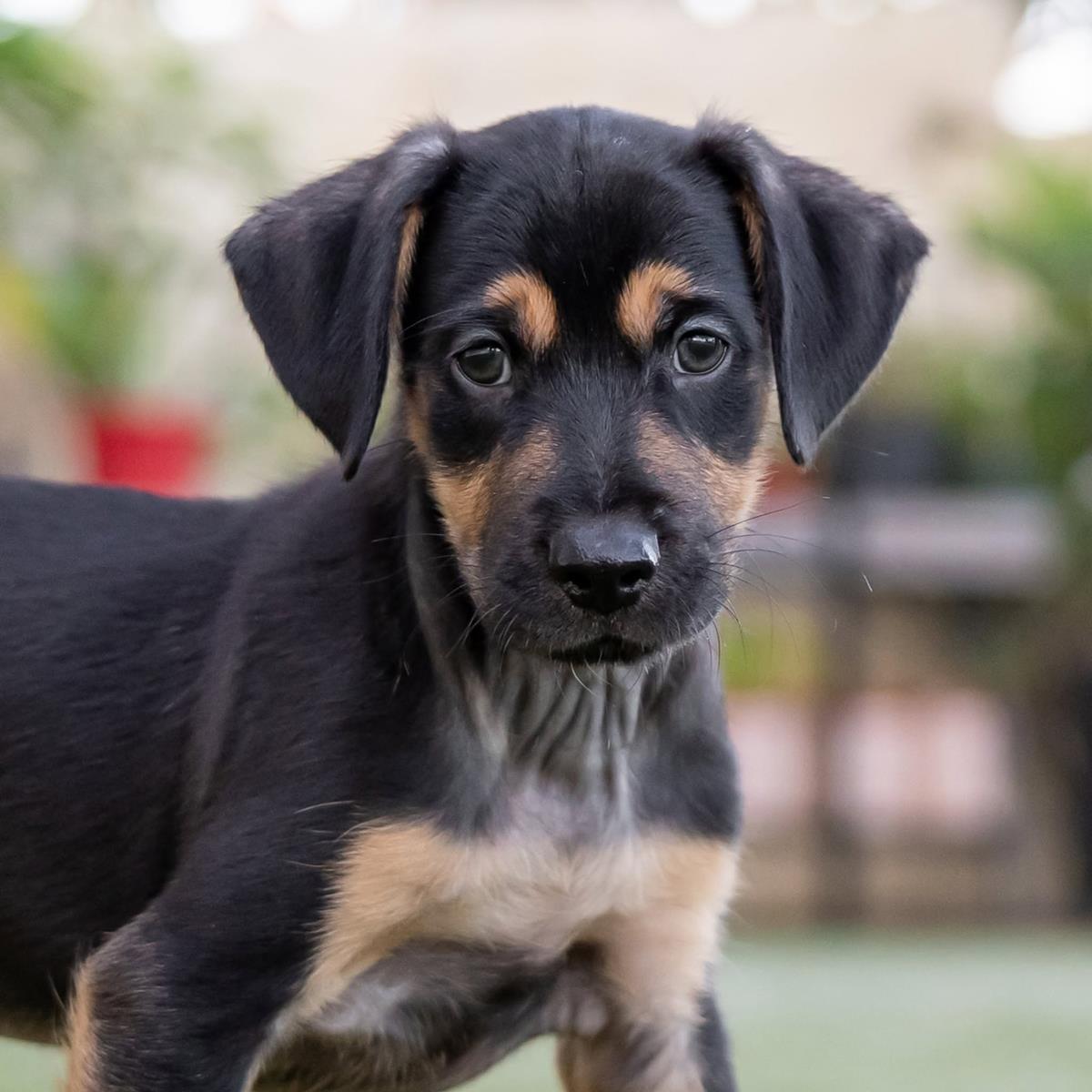 Enlarge Dancer Pup - Disco, a Adoptable mixed breed in San Diego, CA image 2/3