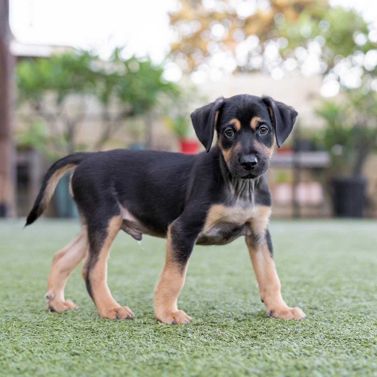 Enlarge Dancer Pup - Disco, a Adoptable mixed breed in San Diego, CA image 3/3