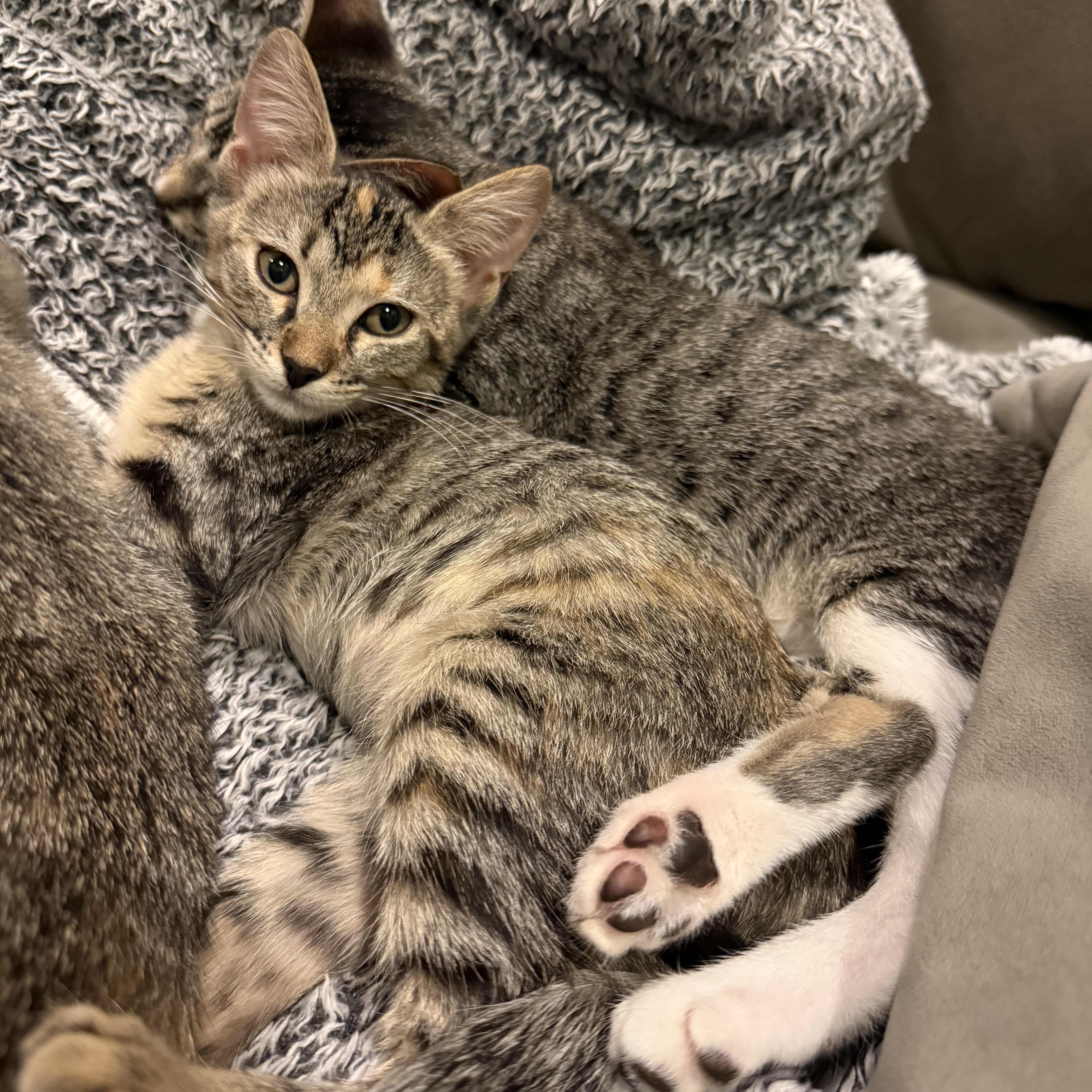 Piper photo