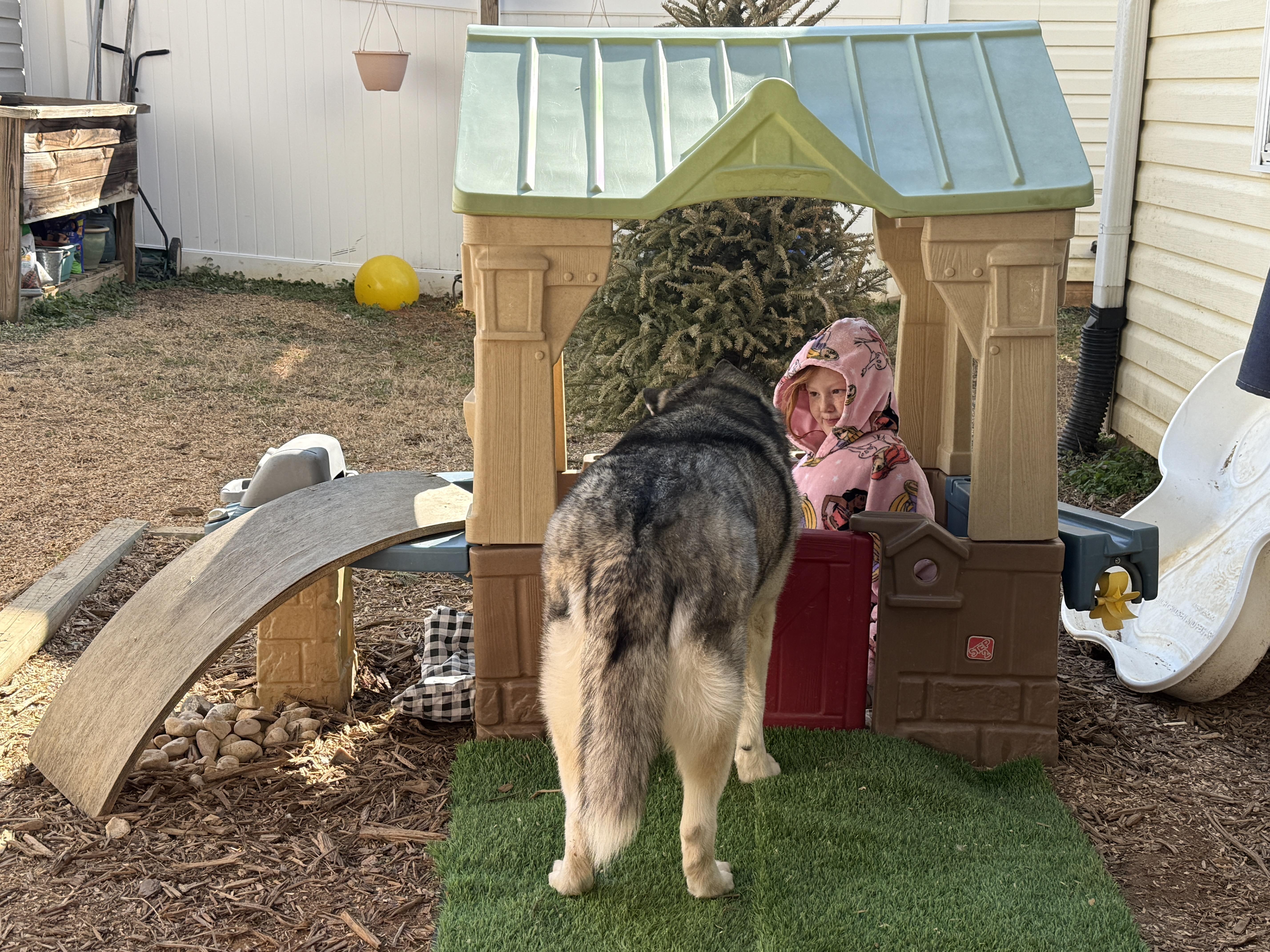 Enlarge Bear CP, a ADOPTABLE Siberian Husky in Cumming, GA image 5/6