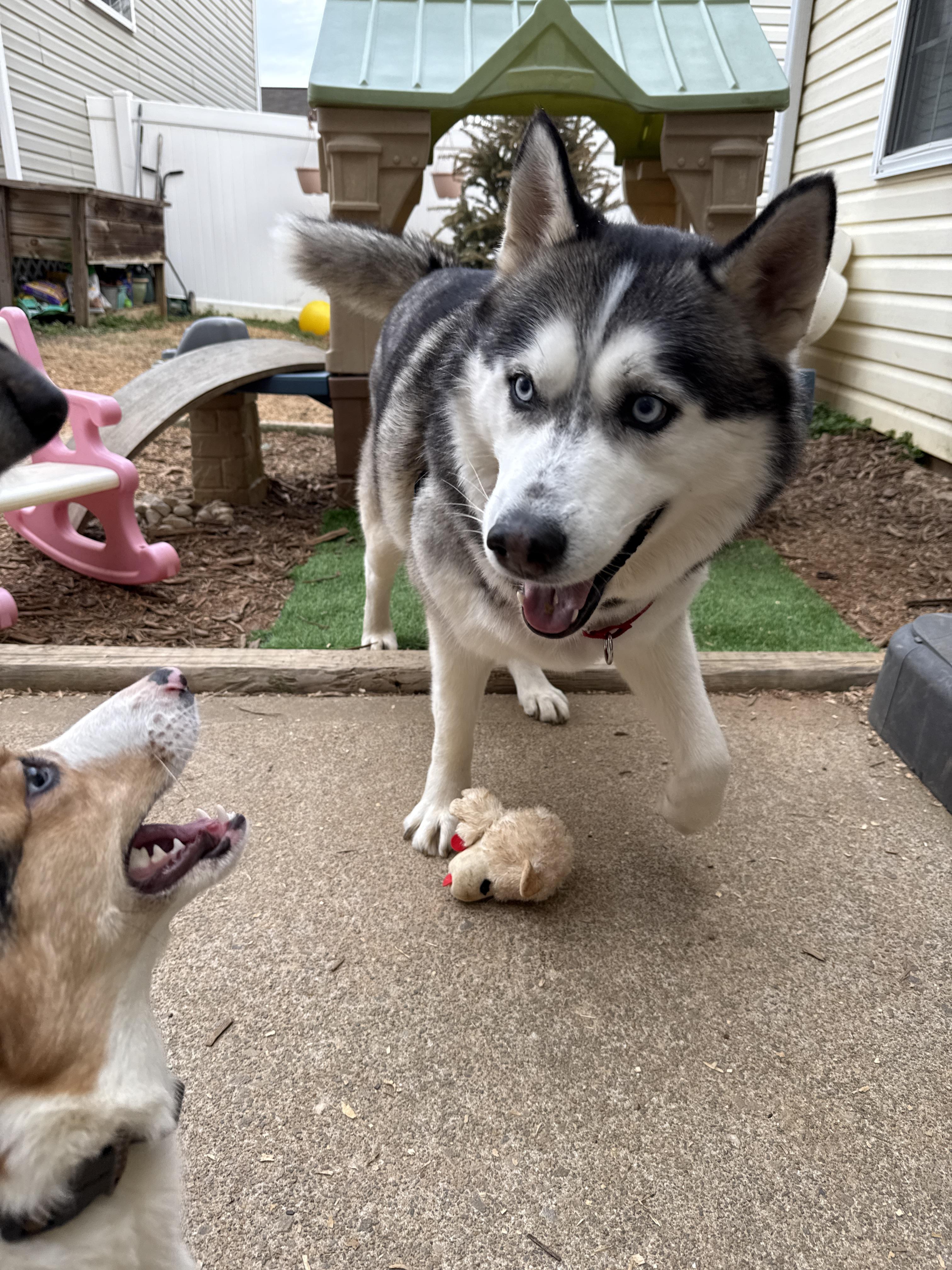 Enlarge Bear CP, a ADOPTABLE Siberian Husky in Cumming, GA image 6/6