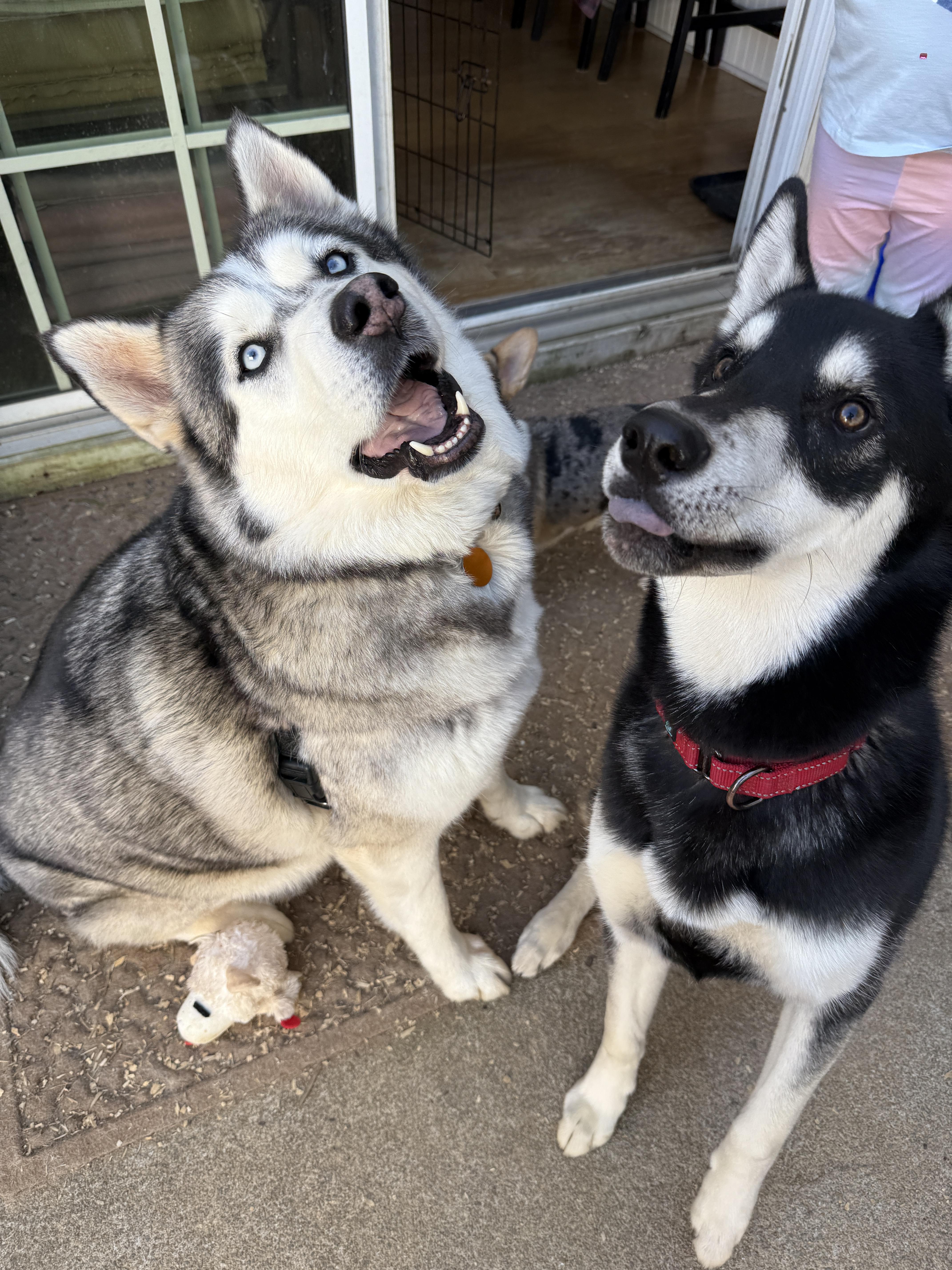 Enlarge Bear CP, a ADOPTABLE Siberian Husky in Cumming, GA image 4/6