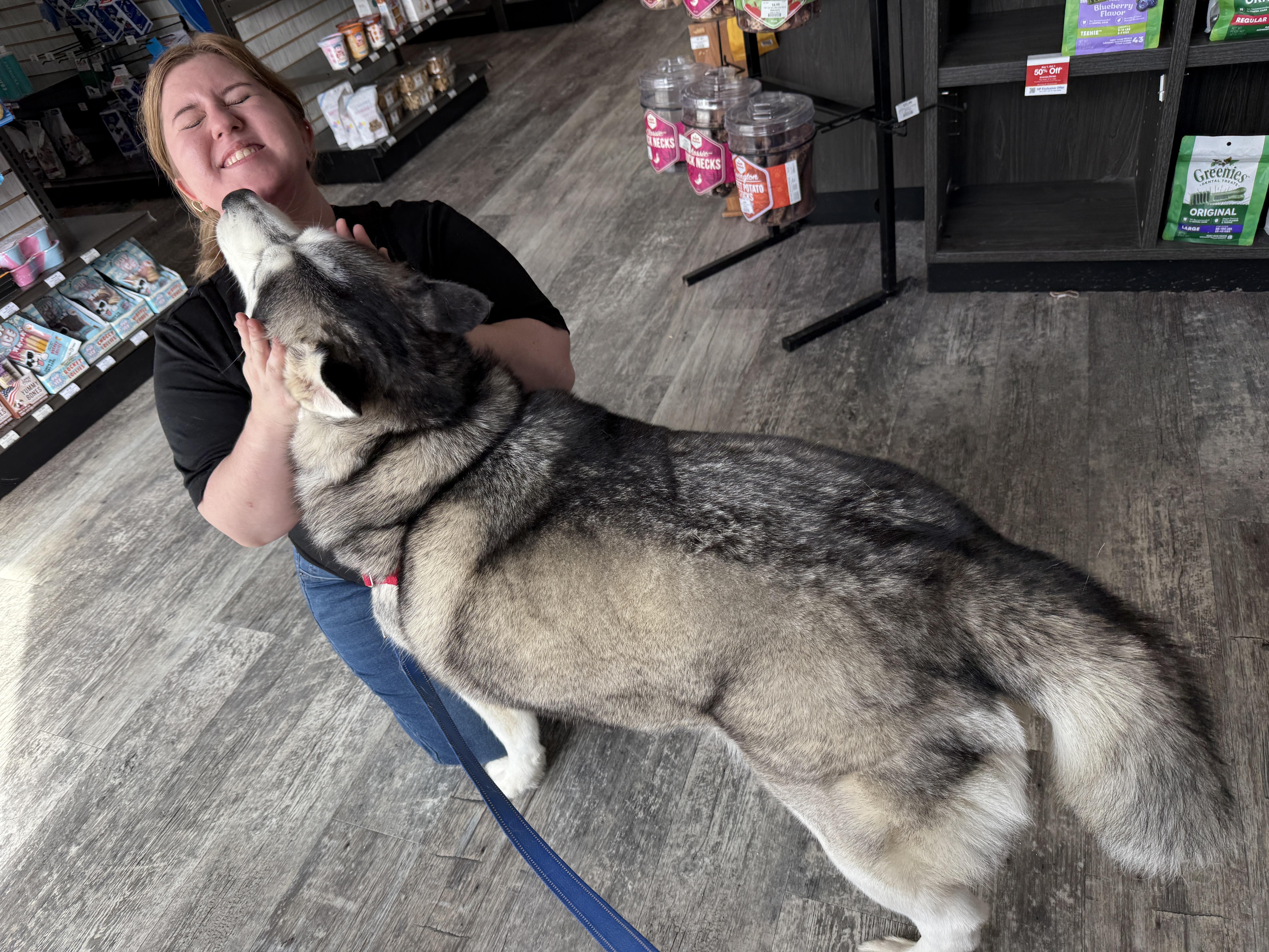 Enlarge Bear CP, a ADOPTABLE Siberian Husky in Cumming, GA image 2/6