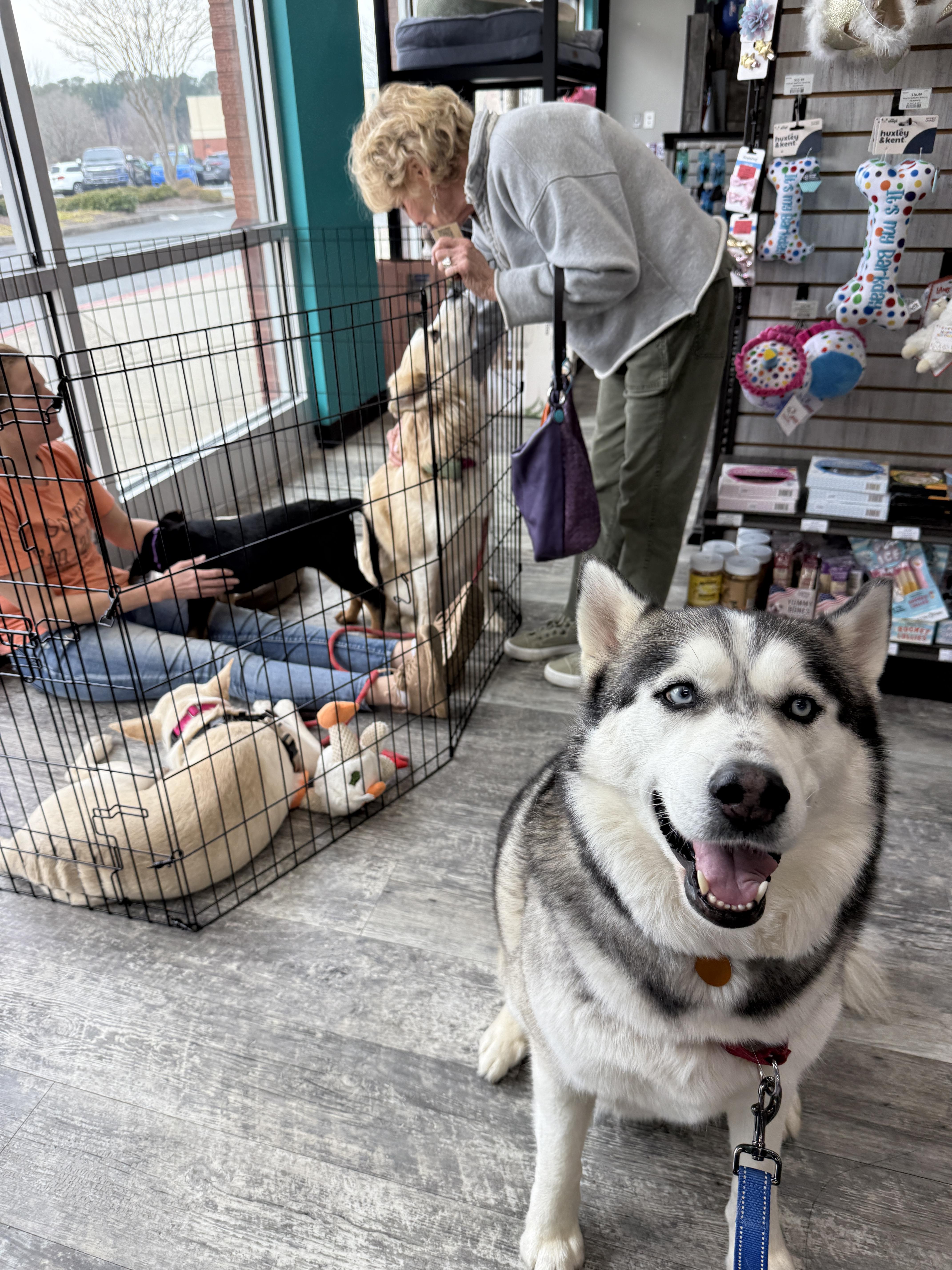 Enlarge Bear CP, a ADOPTABLE Siberian Husky in Cumming, GA image 3/6