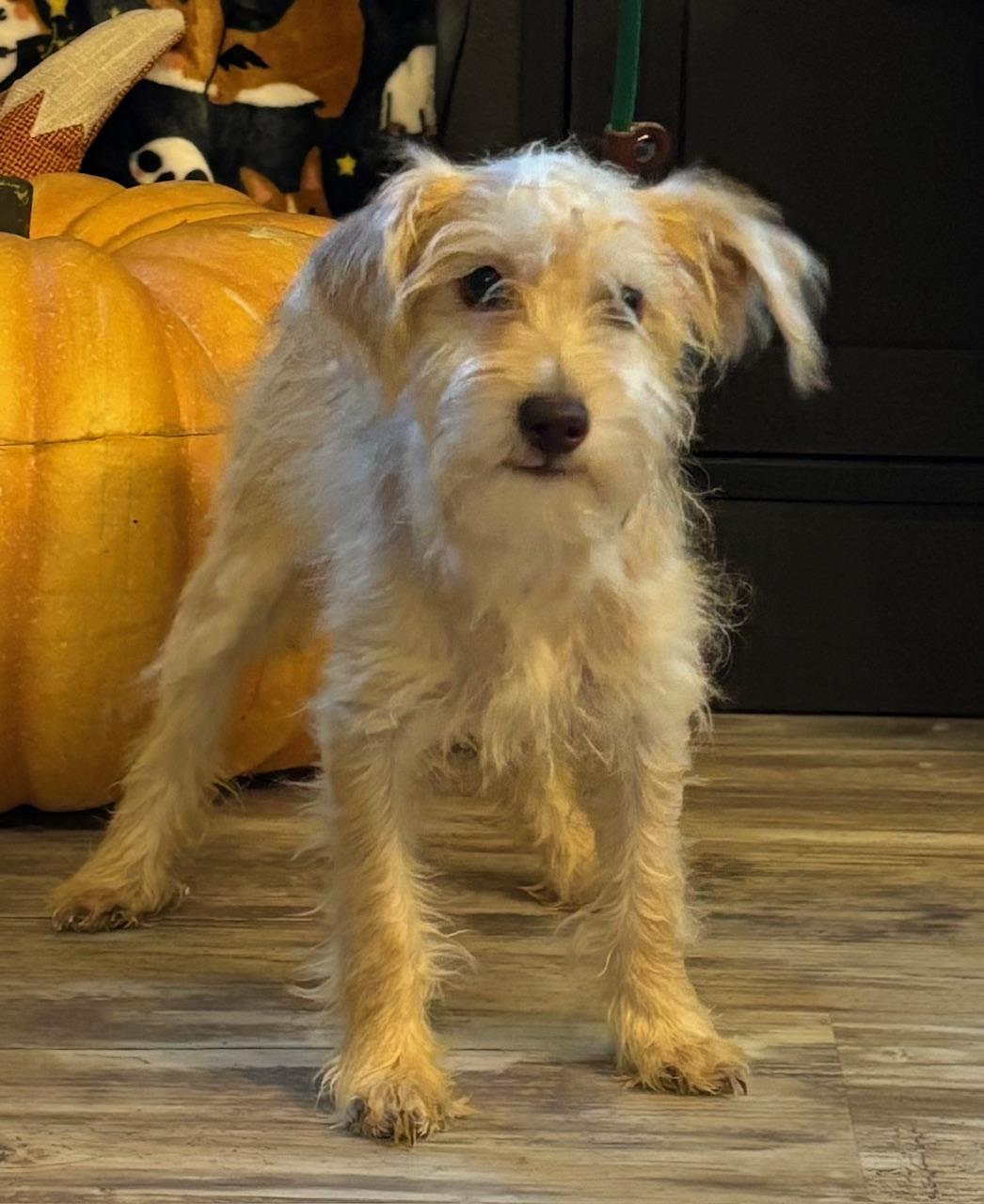 Gretchen, a Adoptable mixed breed in Orlando, FL image 2/6