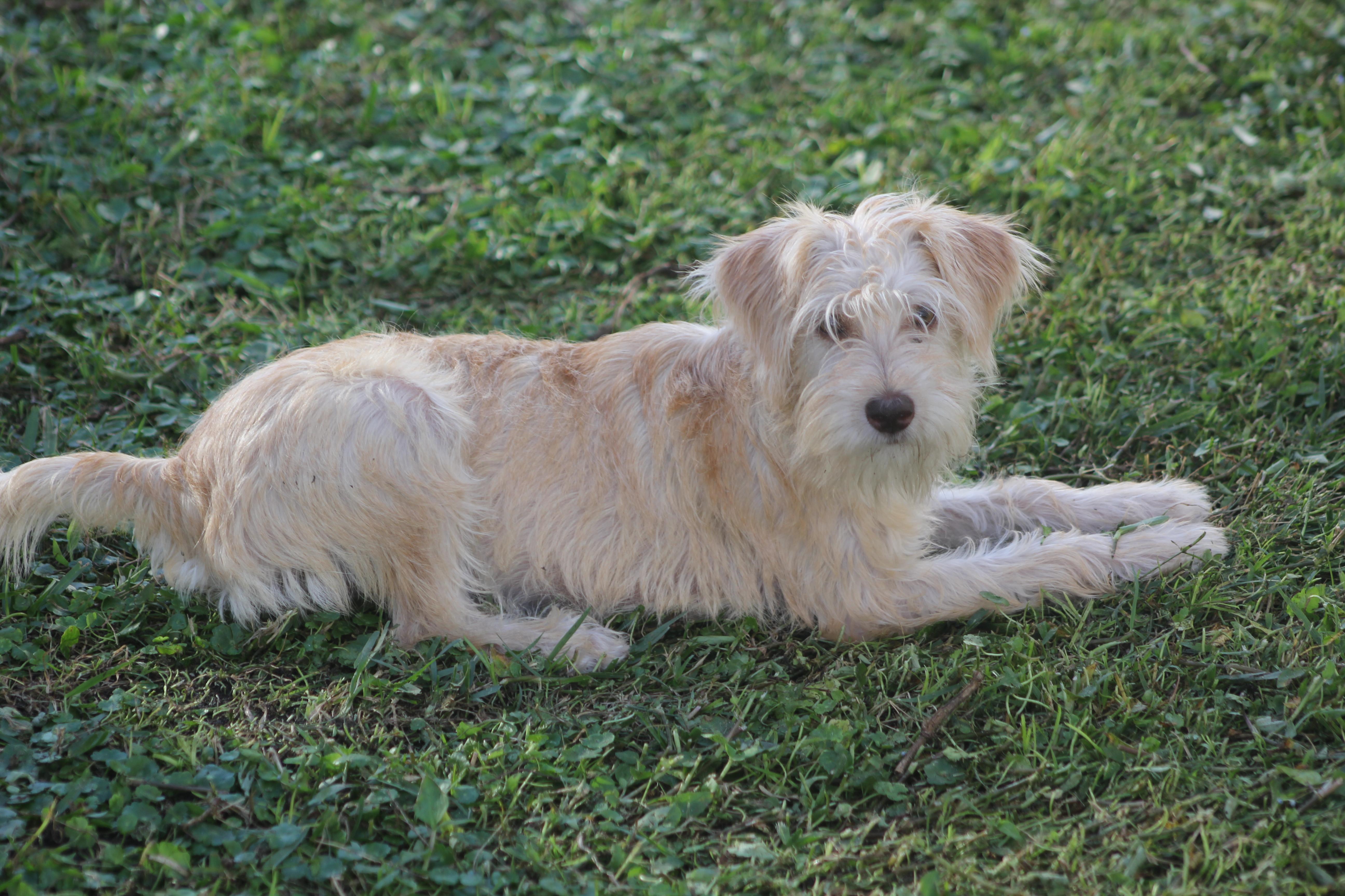 Gretchen, a Adoptable mixed breed in Orlando, FL image 5/6