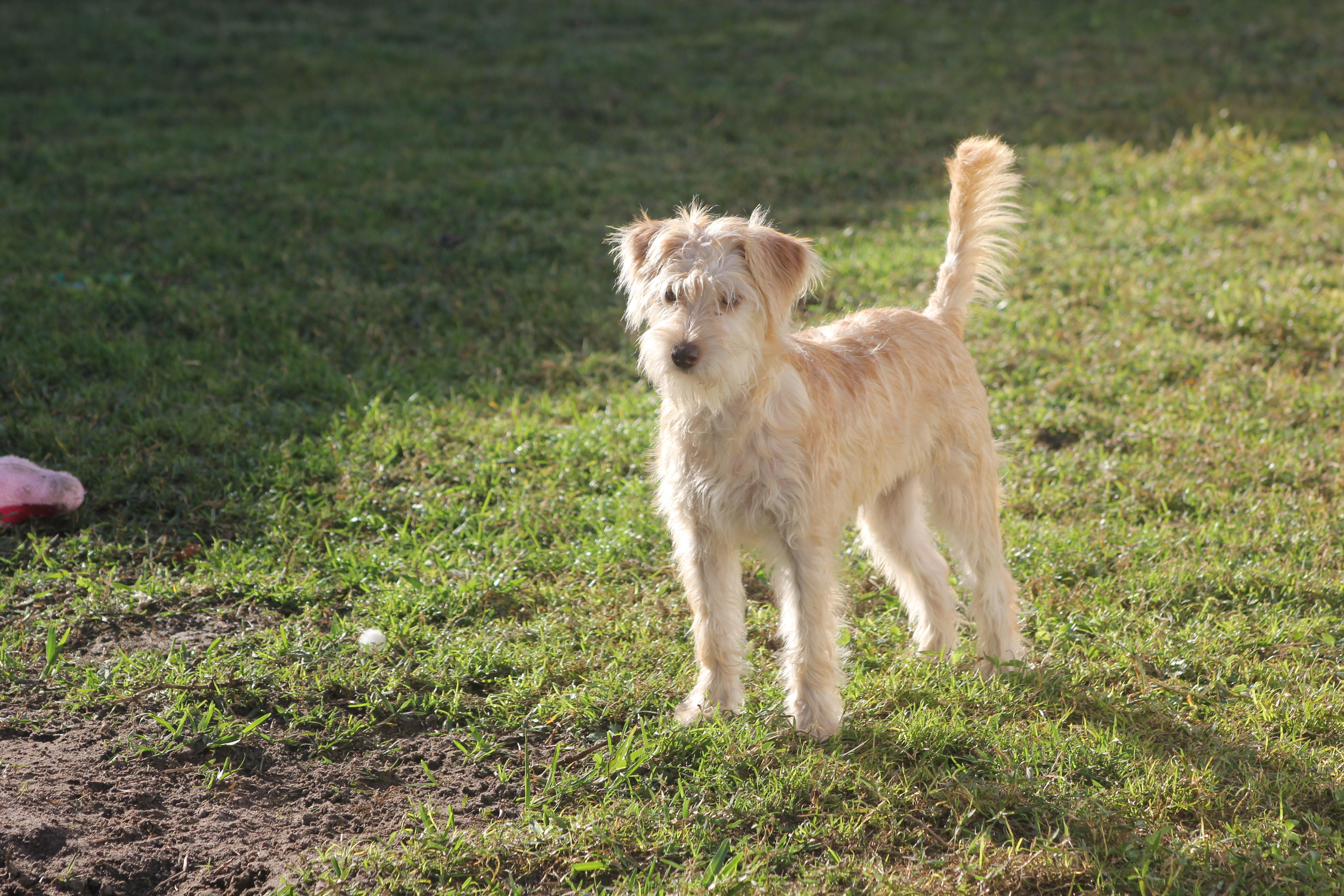 Gretchen, a Adoptable mixed breed in Orlando, FL image 6/6
