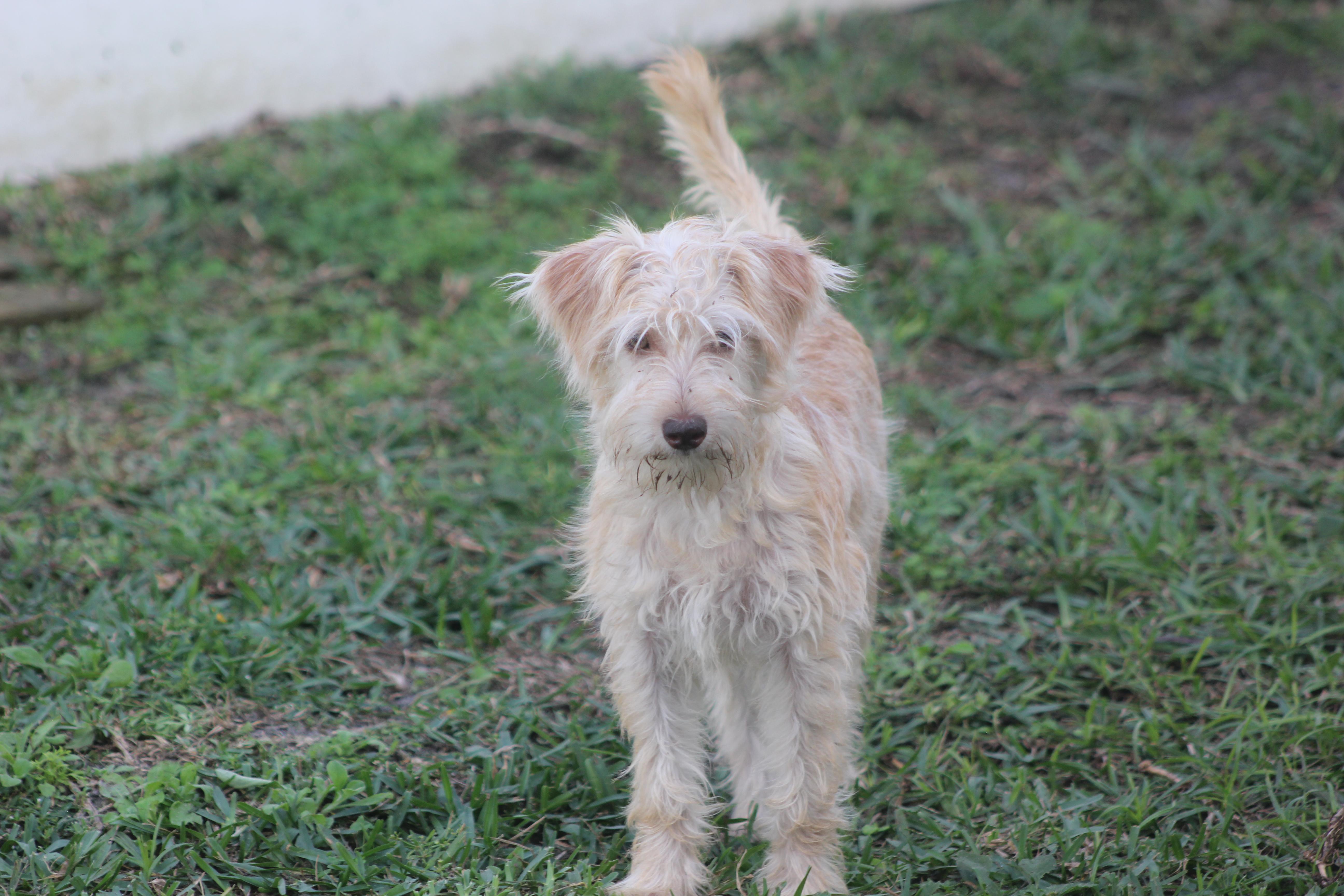 Gretchen, a Adoptable mixed breed in Orlando, FL image 1/6