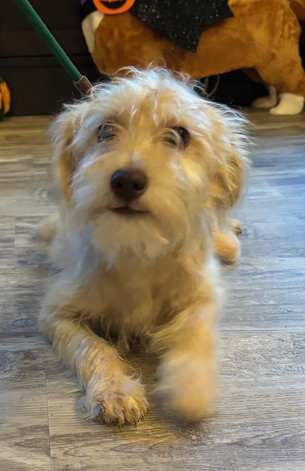 Gretchen, a Adoptable mixed breed in Orlando, FL image 3/6