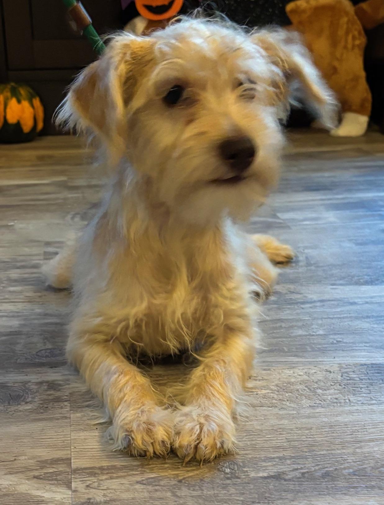 Gretchen, a Adoptable mixed breed in Orlando, FL image 4/6