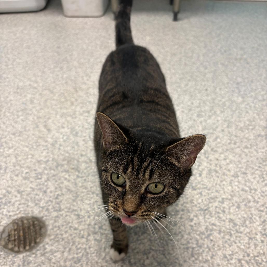 Enlarge Minnie, a Adoptable Domestic Short Hair in East Hanover, NJ image 2/6